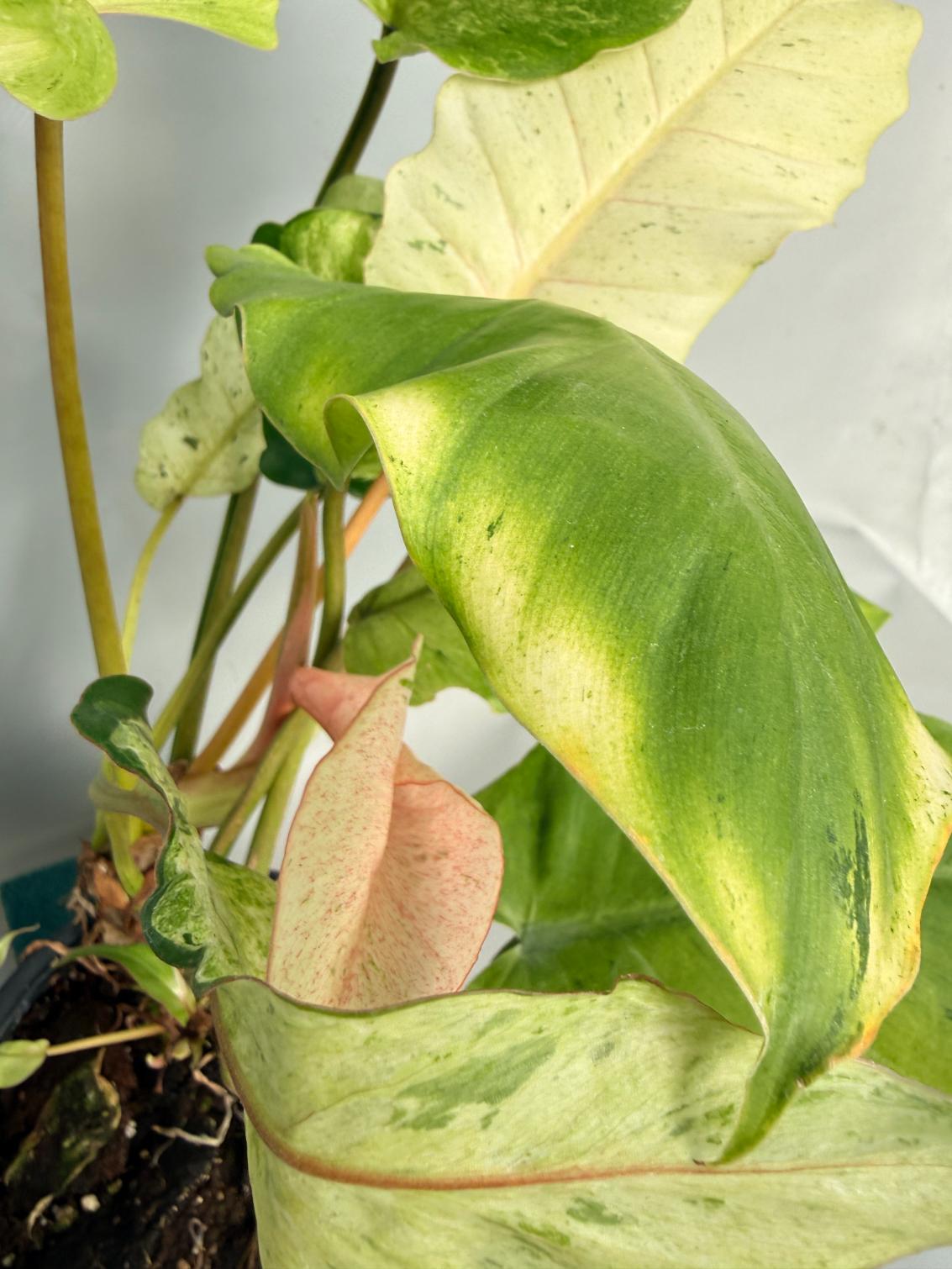 Philodendron snowdrift variegata 05