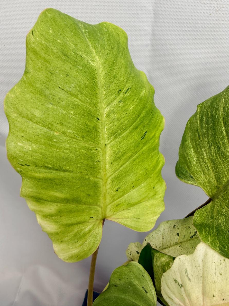 Philodendron snowdrift variegata 06