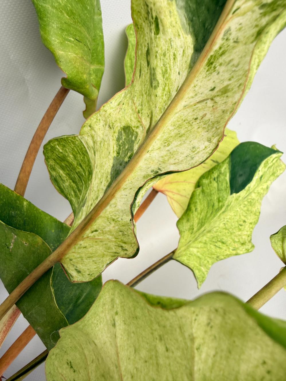 Philodendron snowdrift variegata 08