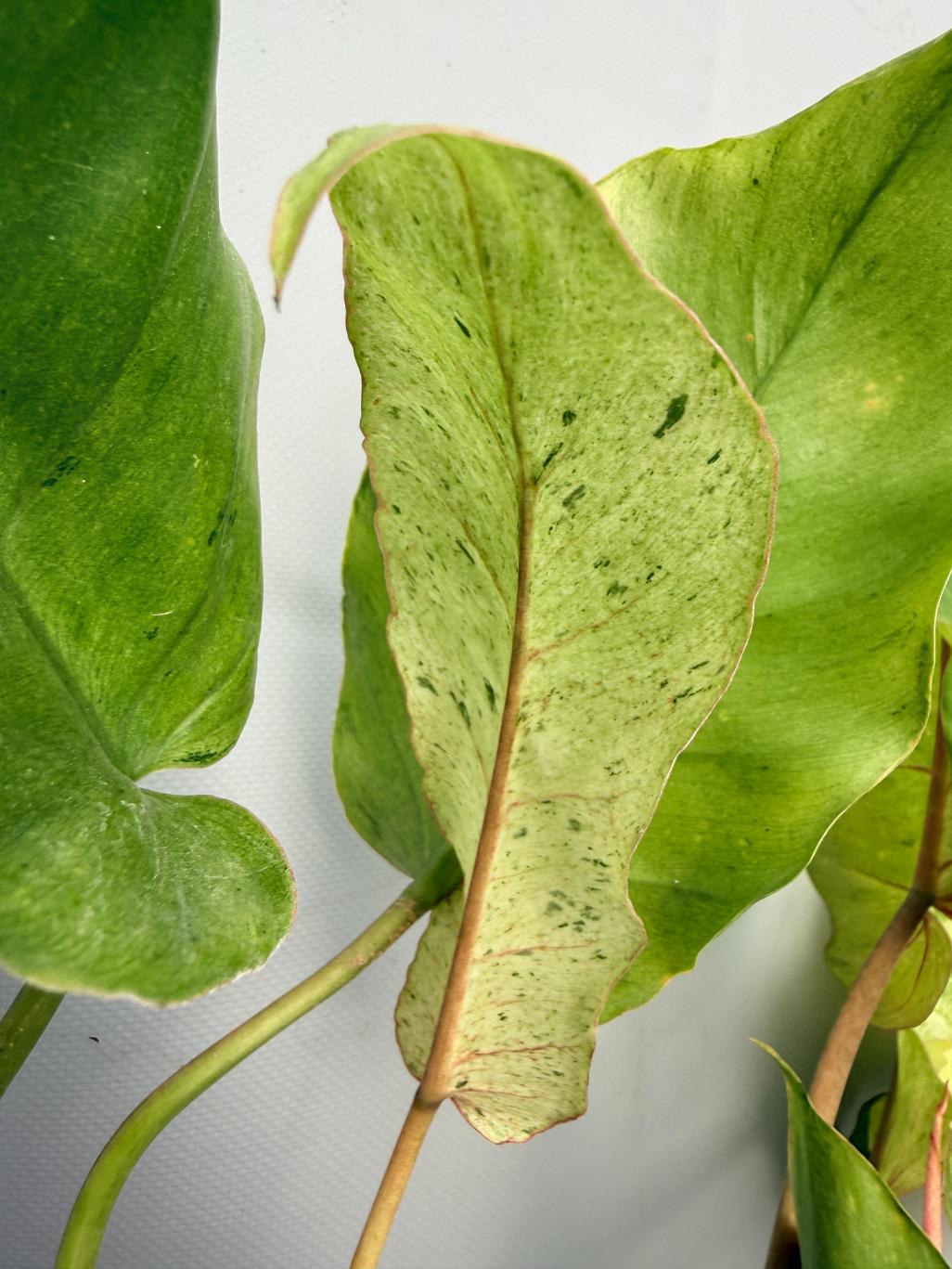Philodendron snowdrift variegata 09