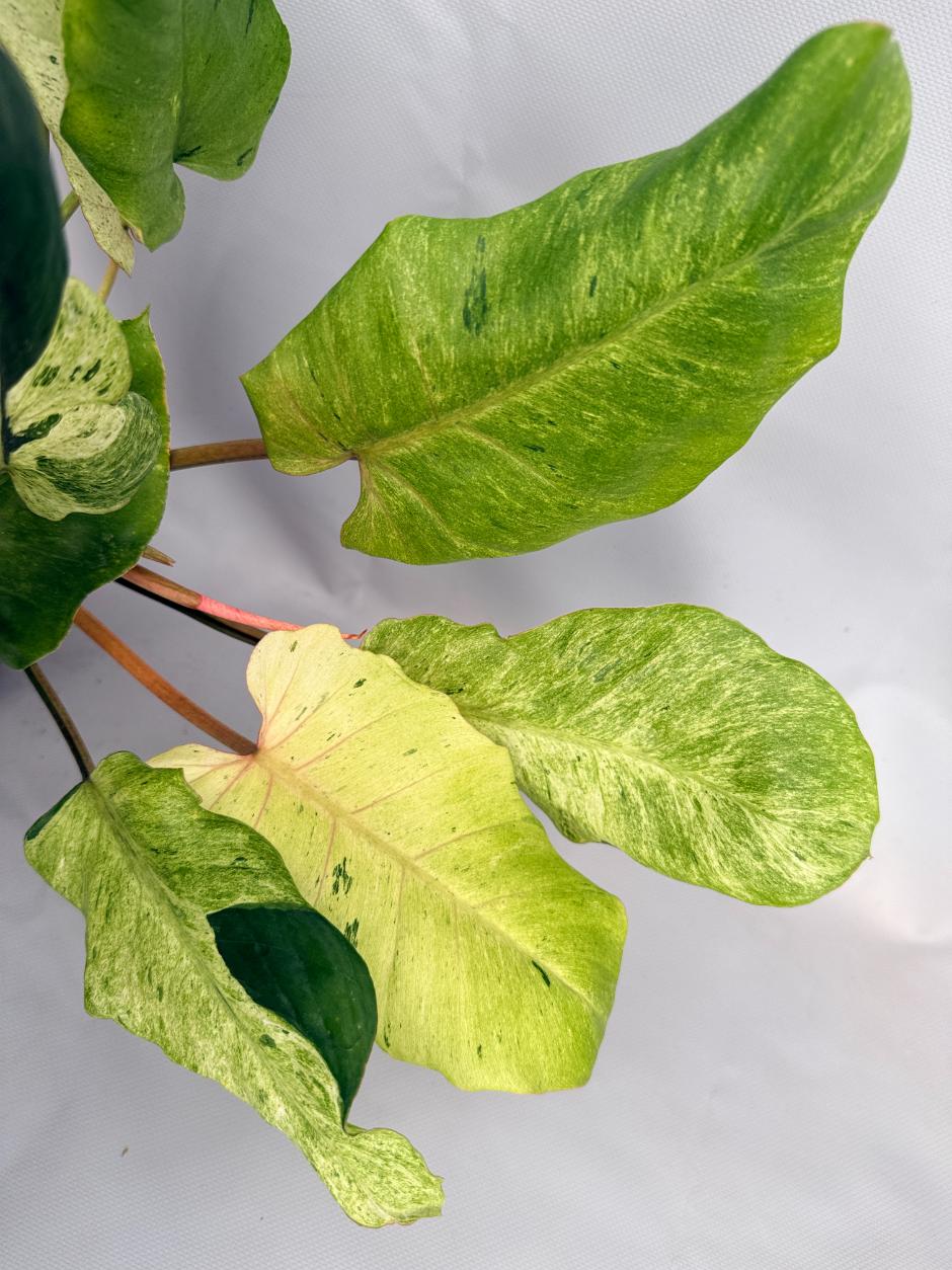 Philodendron snowdrift variegata 10