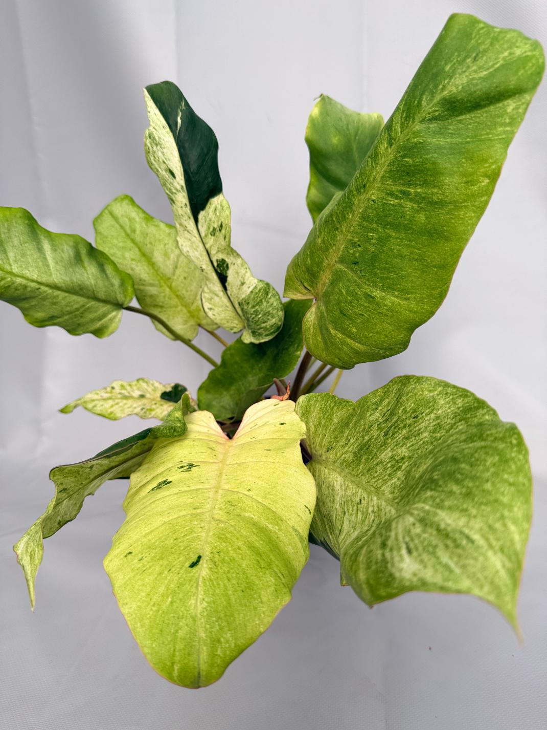 Philodendron snowdrift variegata 01