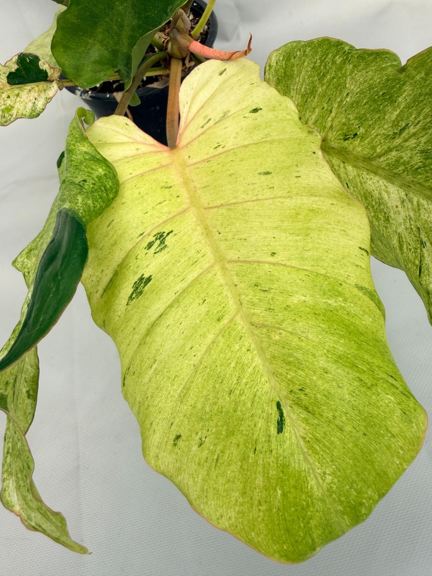 Philodendron snowdrift variegata 02