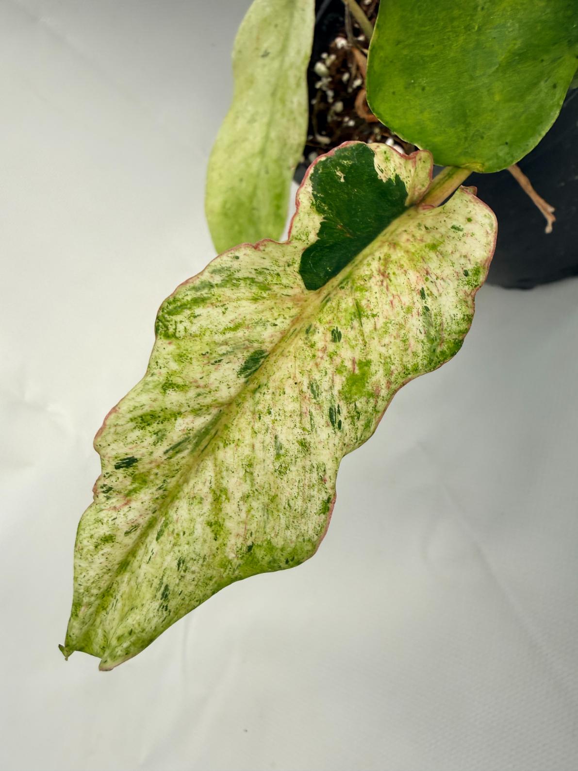 Philodendron snowdrift variegata 04