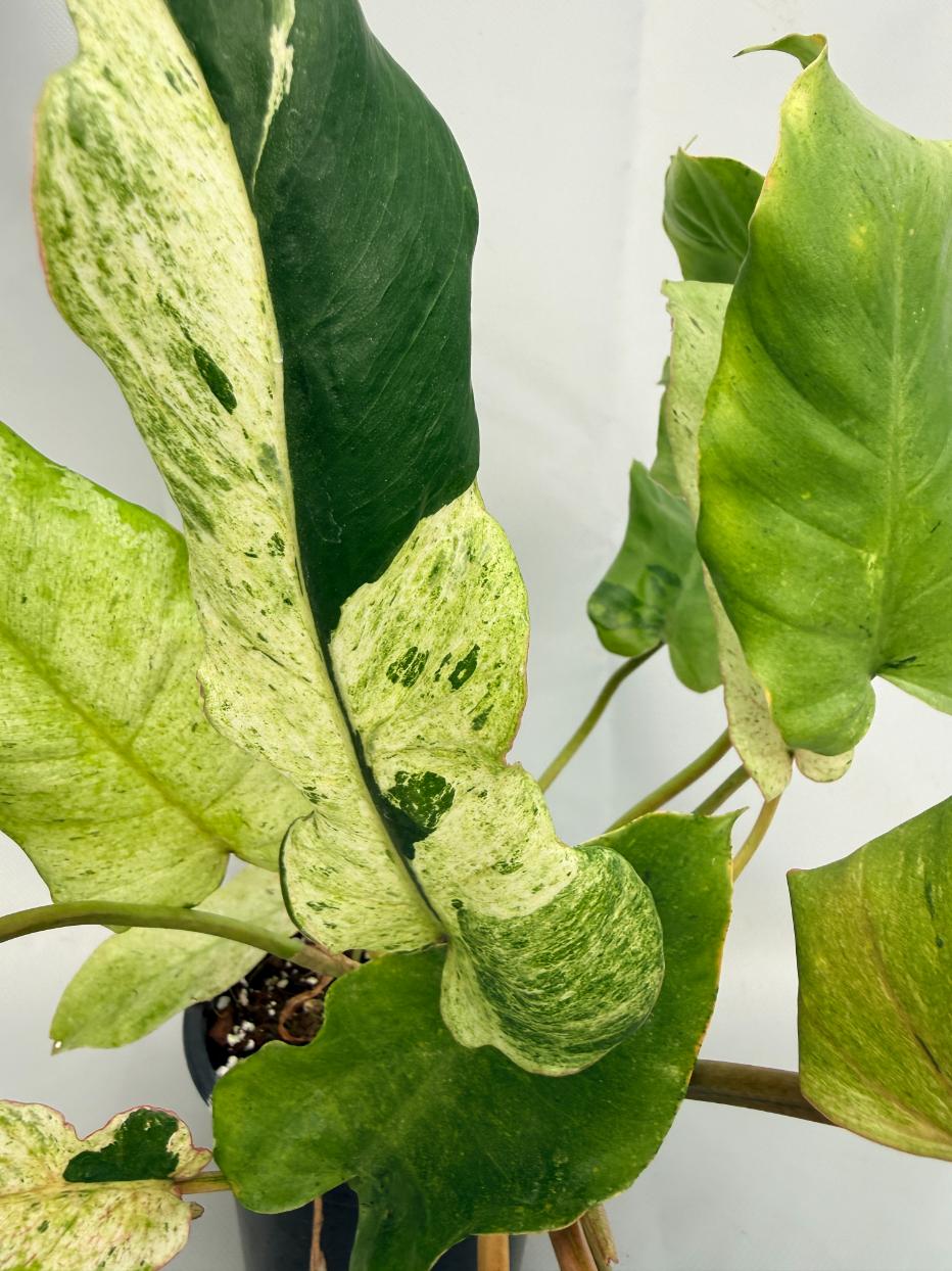 Philodendron snowdrift variegata 05