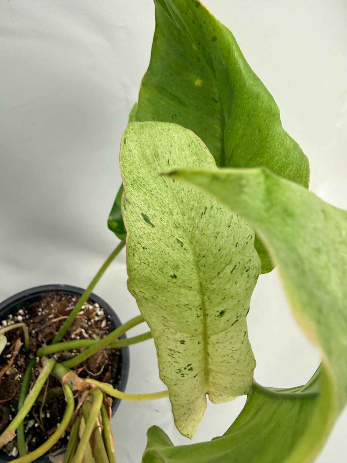 Philodendron snowdrift variegata 06