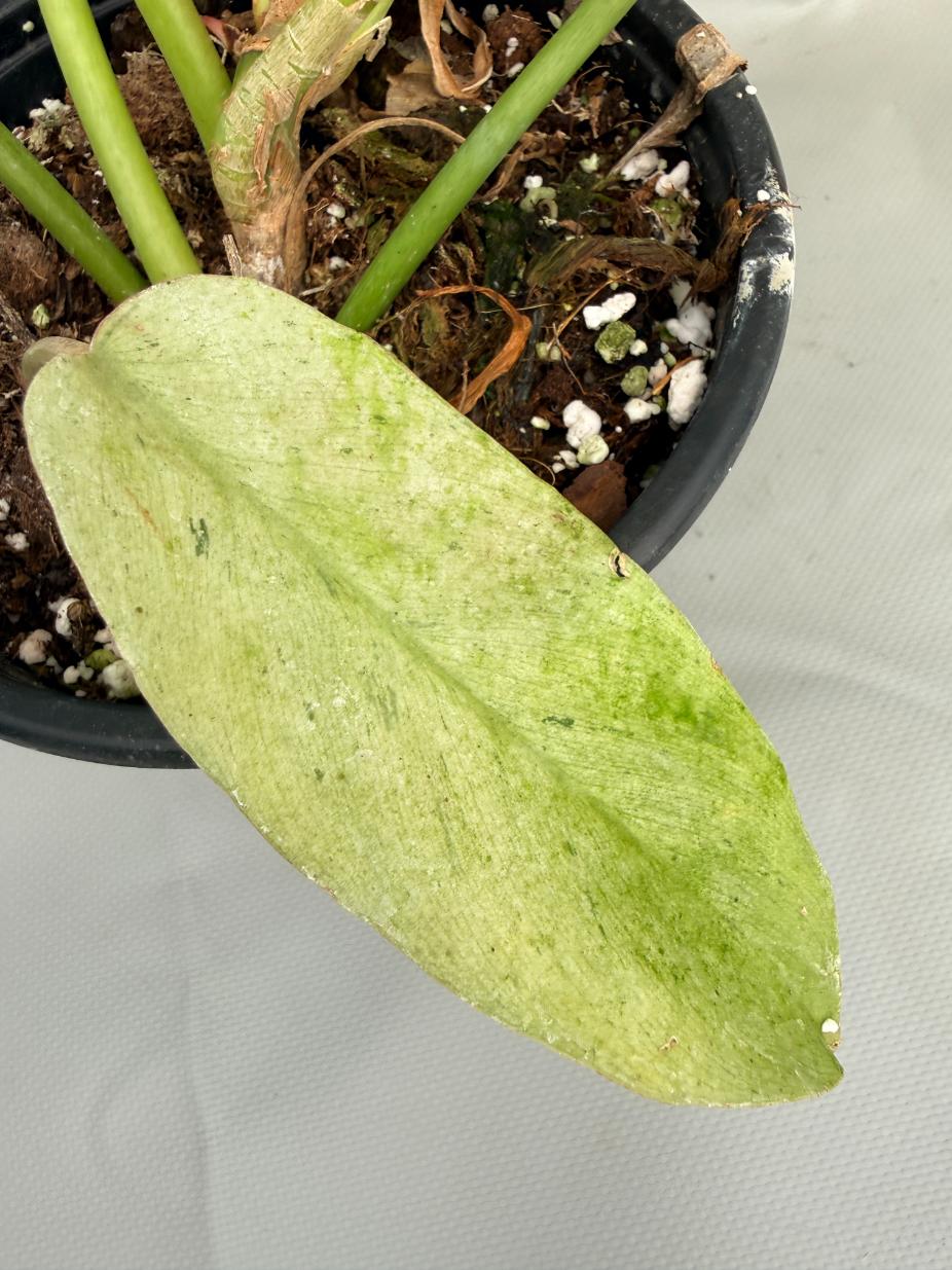 Philodendron snowdrift variegata 07