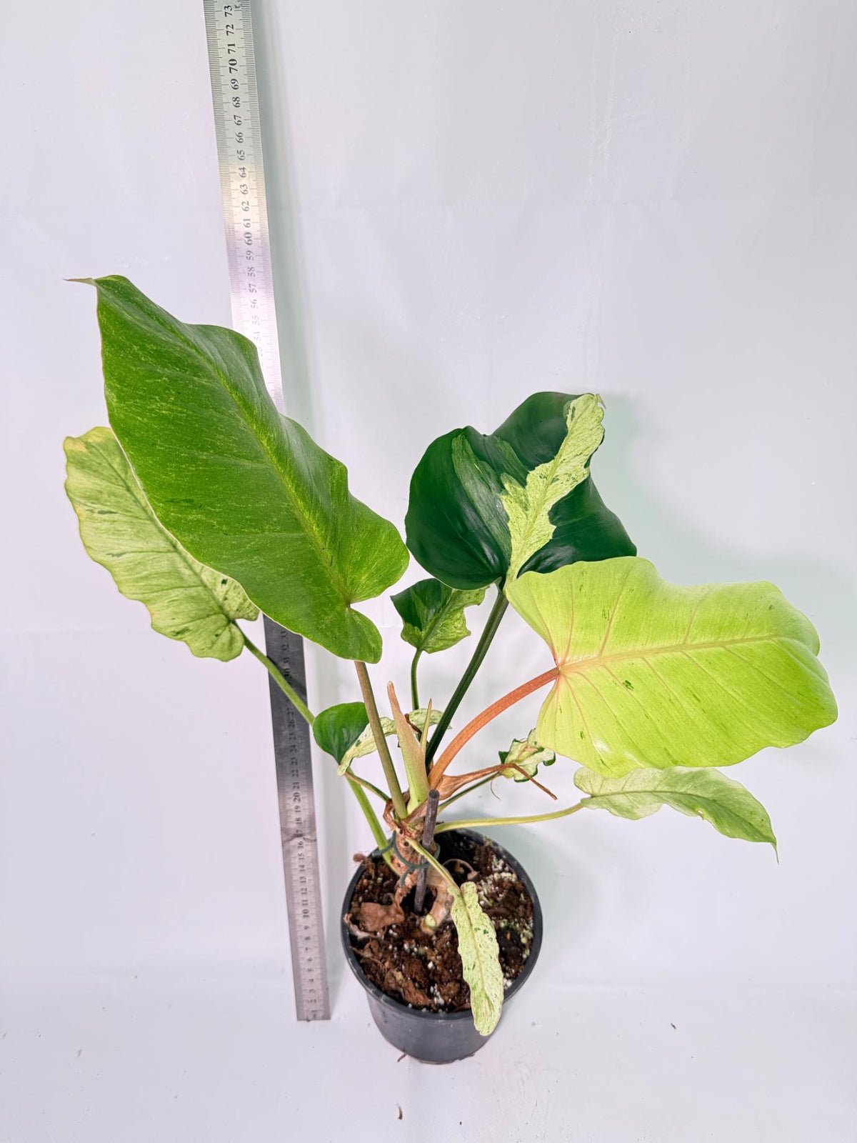 Philodendron snowdrift Variegata 1