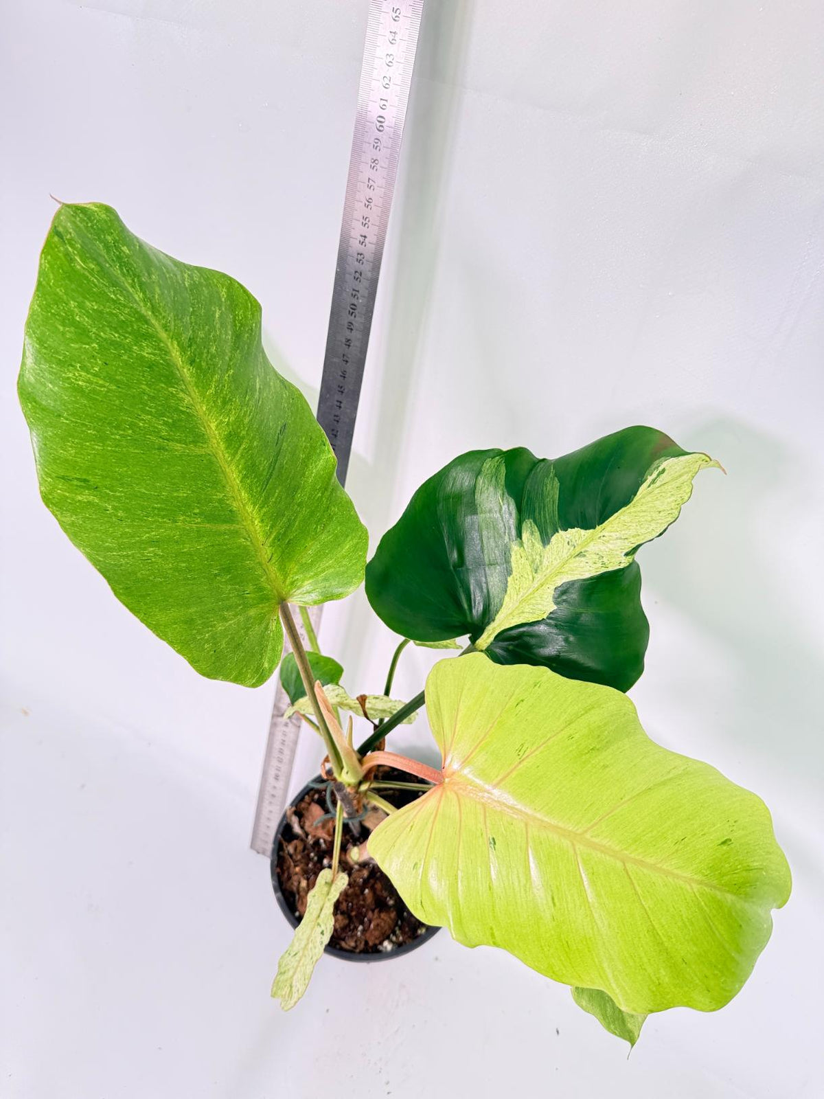 Philodendron snowdrift Variegata 11