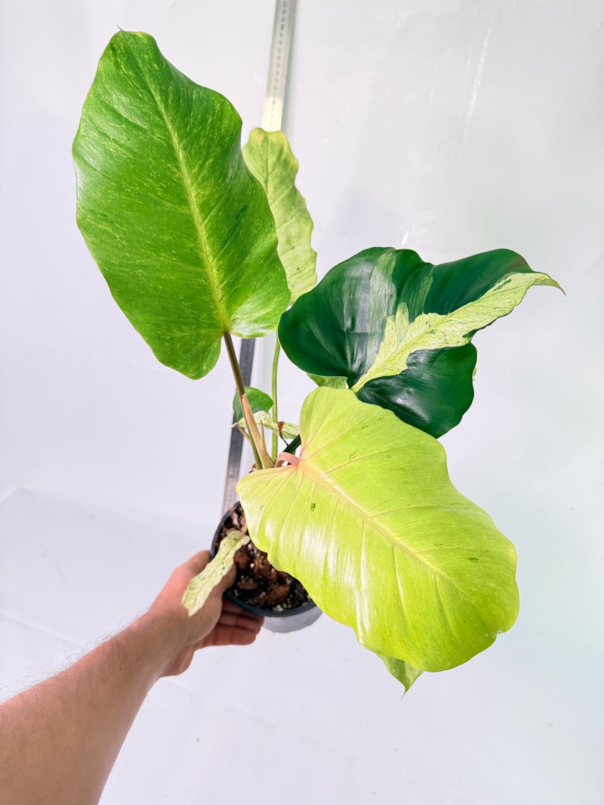 Philodendron snowdrift Variegata 8