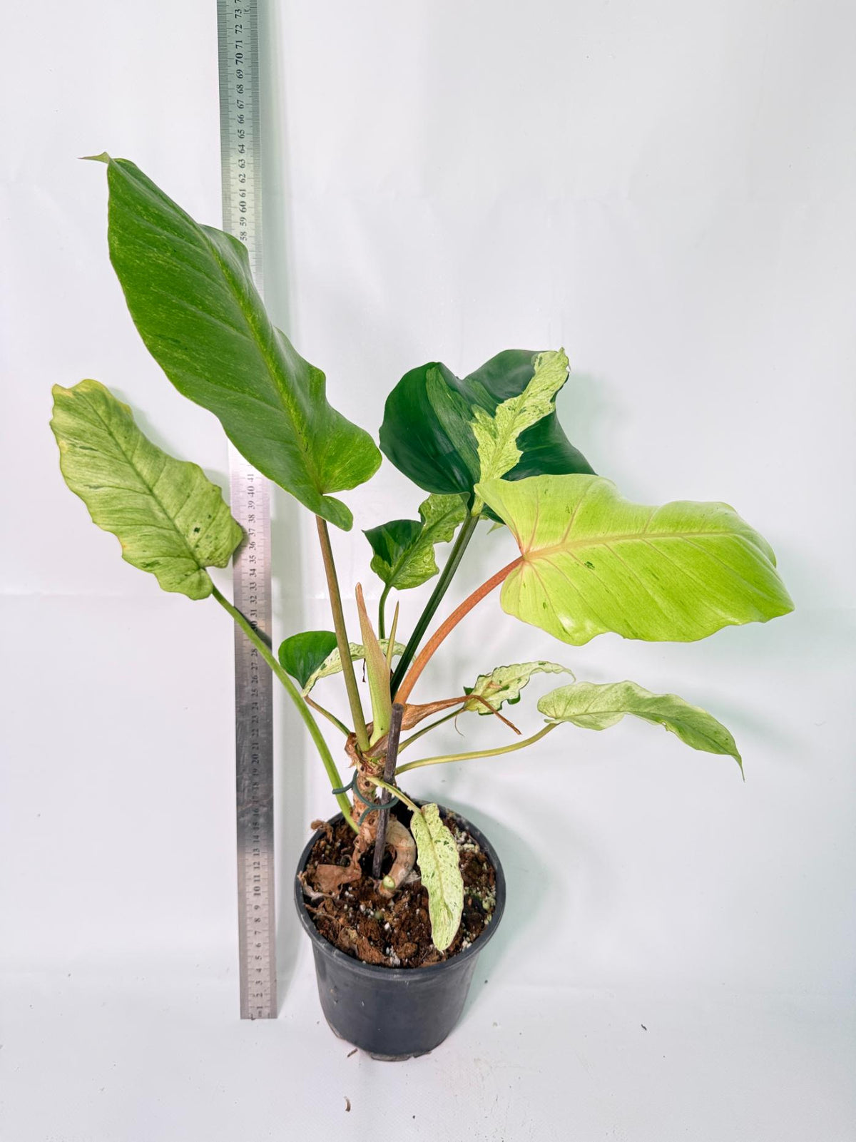 Philodendron snowdrift Variegata 4