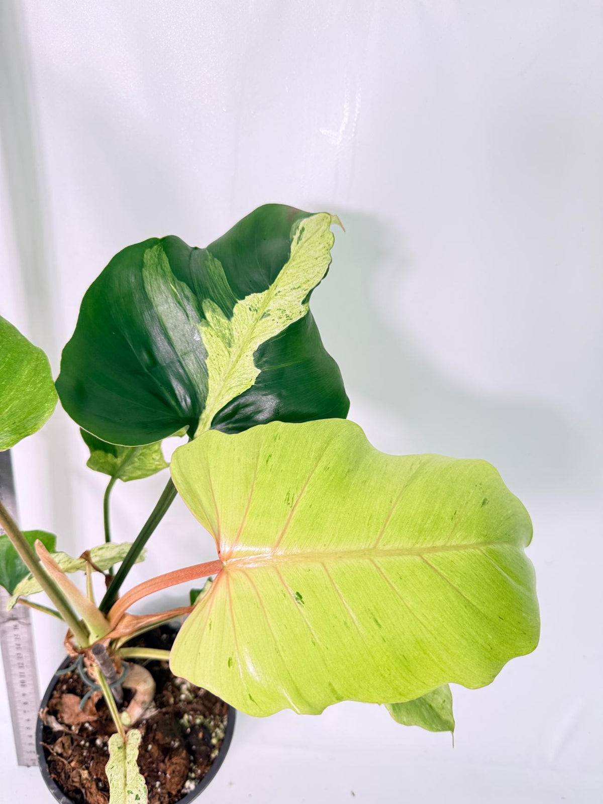 Philodendron snowdrift Variegata 3