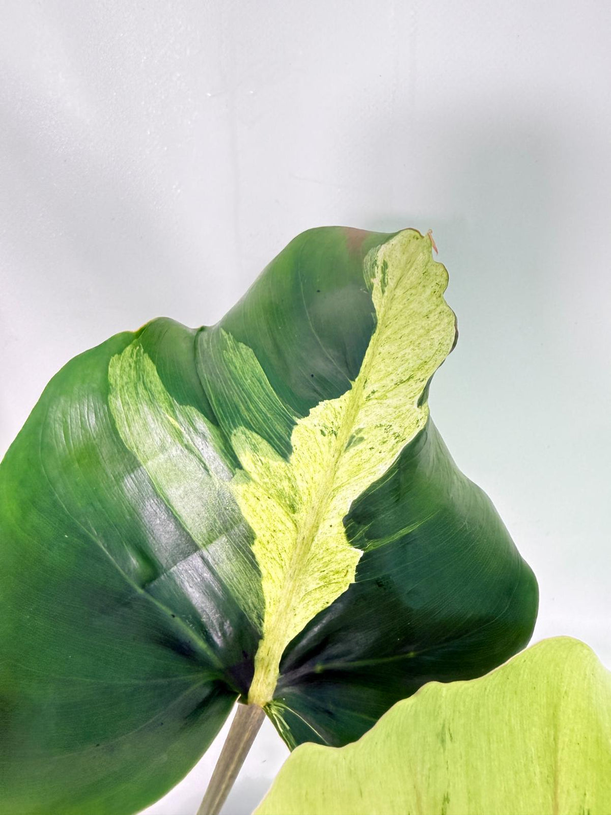 Philodendron snowdrift Variegata 6