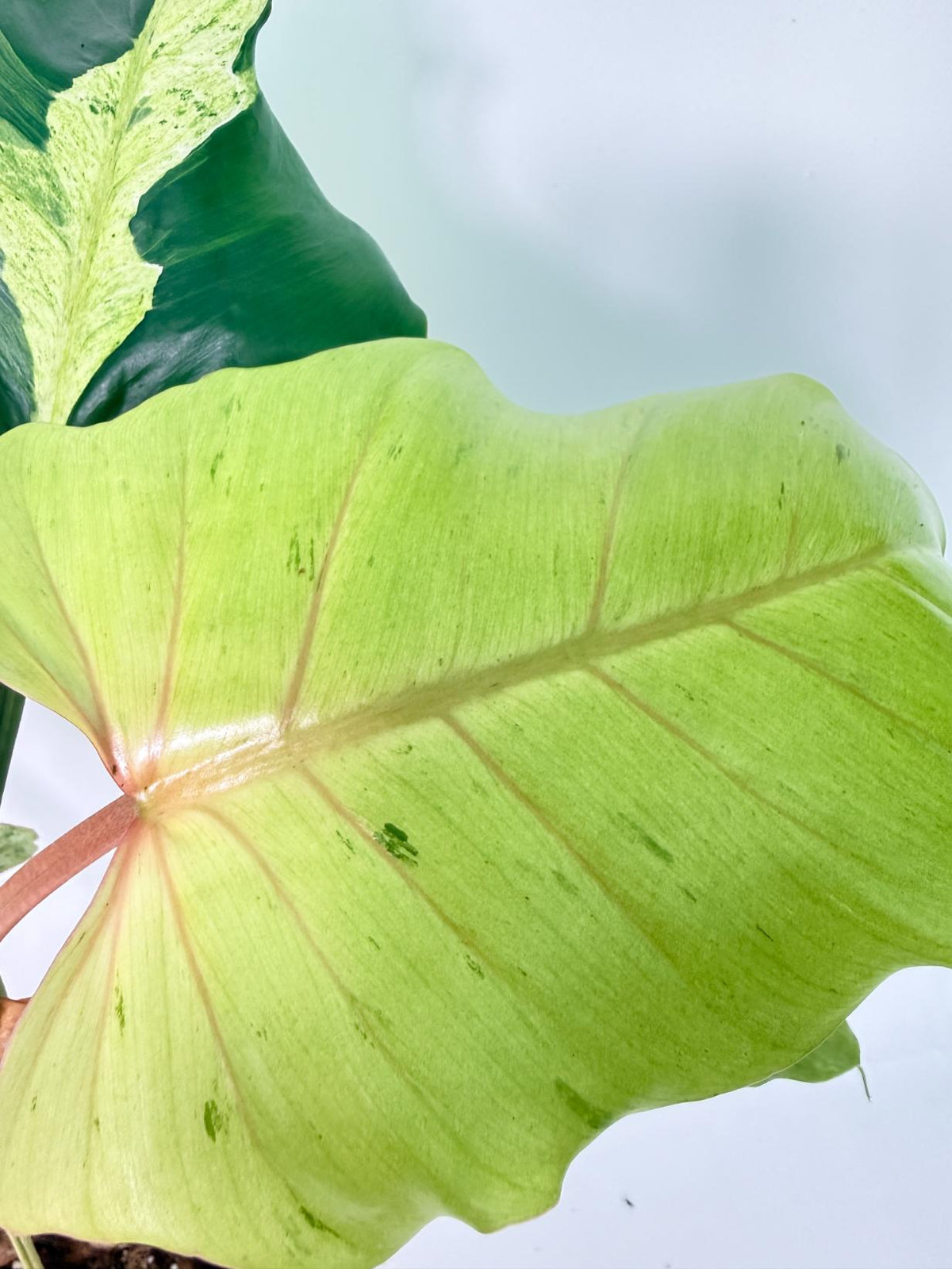 Philodendron snowdrift Variegata 2