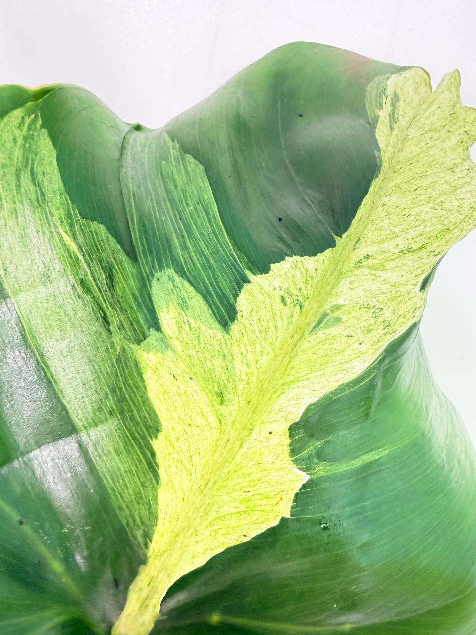 Philodendron snowdrift Variegata 12