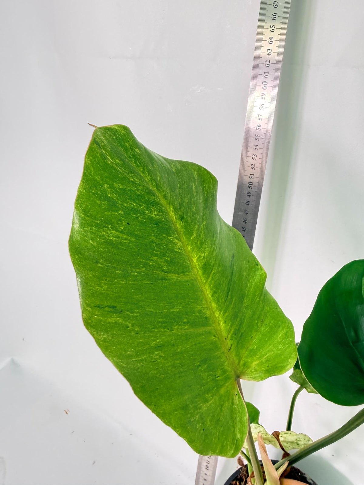 Philodendron snowdrift Variegata 7