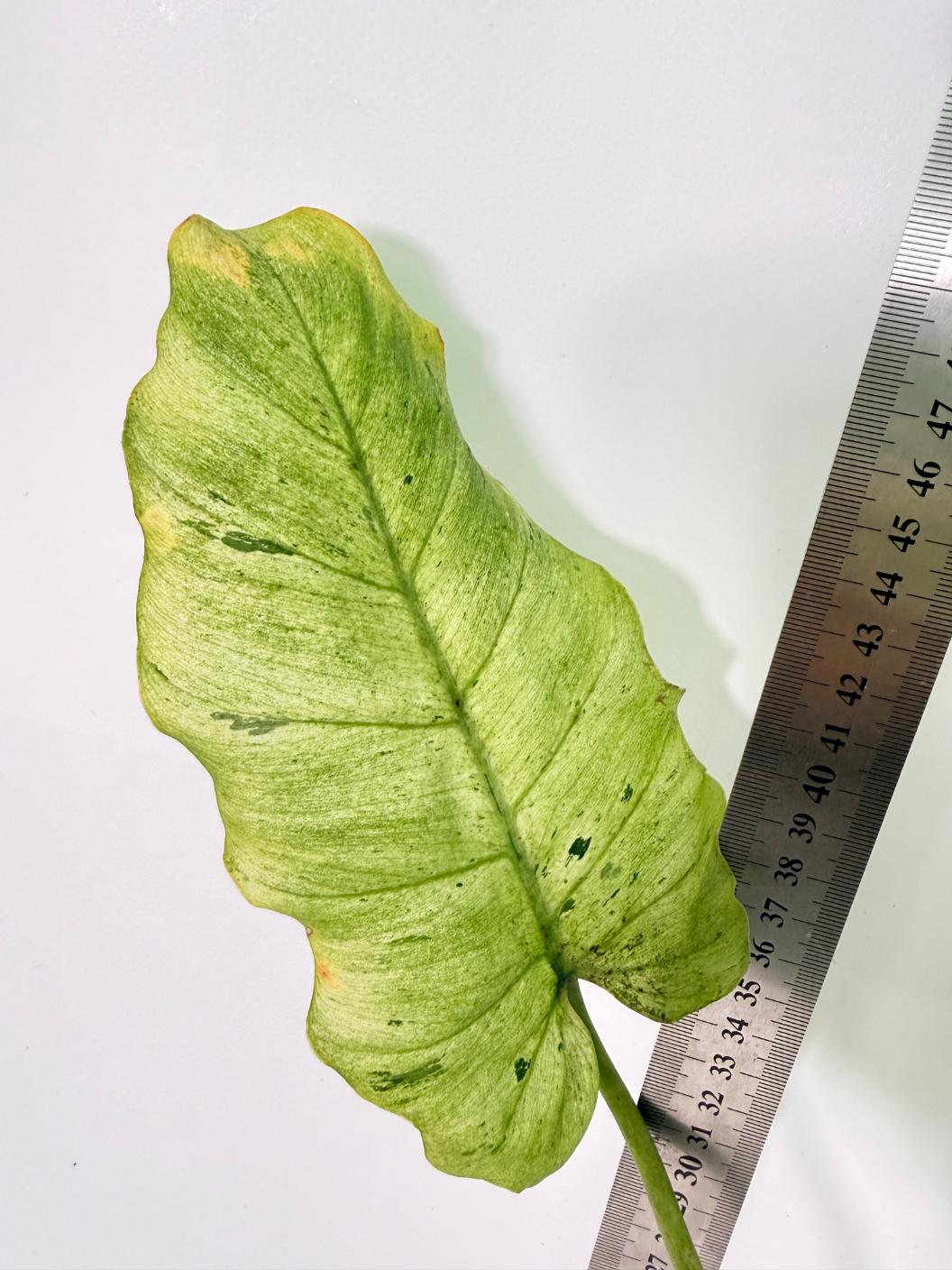 Philodendron snowdrift Variegata 5