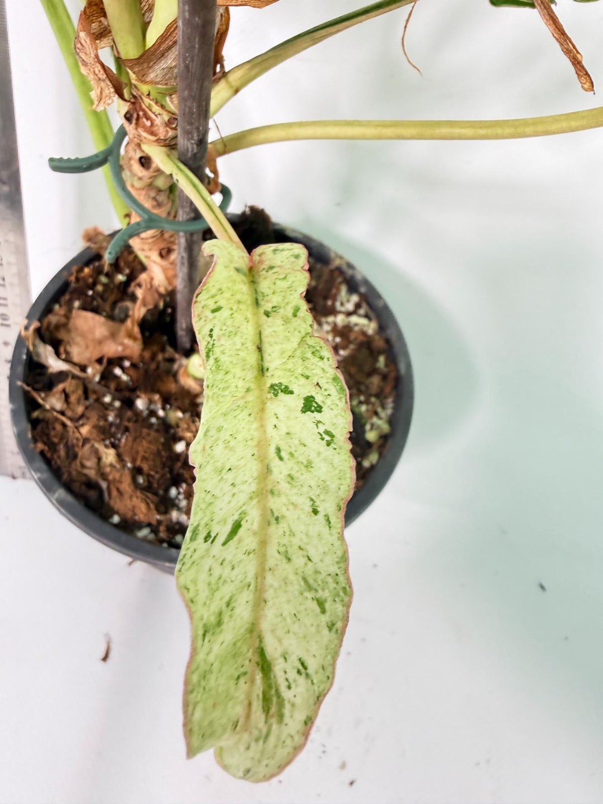 Philodendron snowdrift Variegata 9