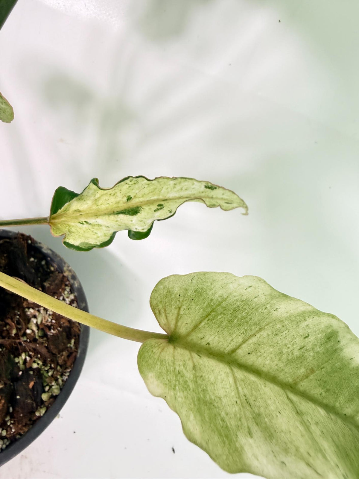 Philodendron snowdrift Variegata 10