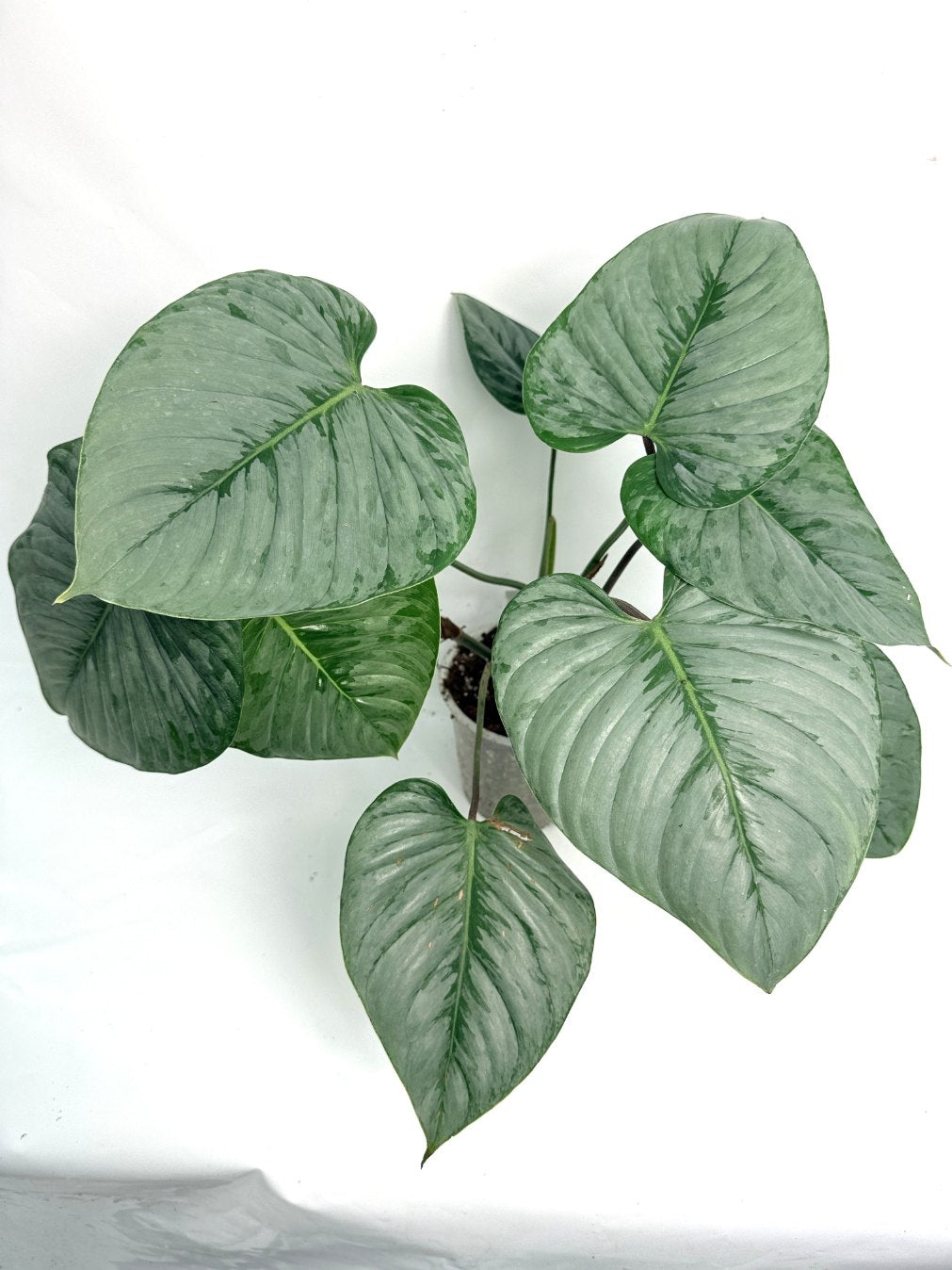 Philodendron Sodiroi