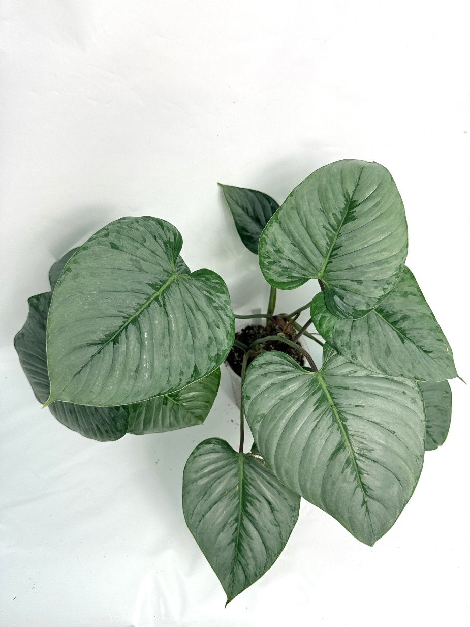 Philodendron Sodiroi