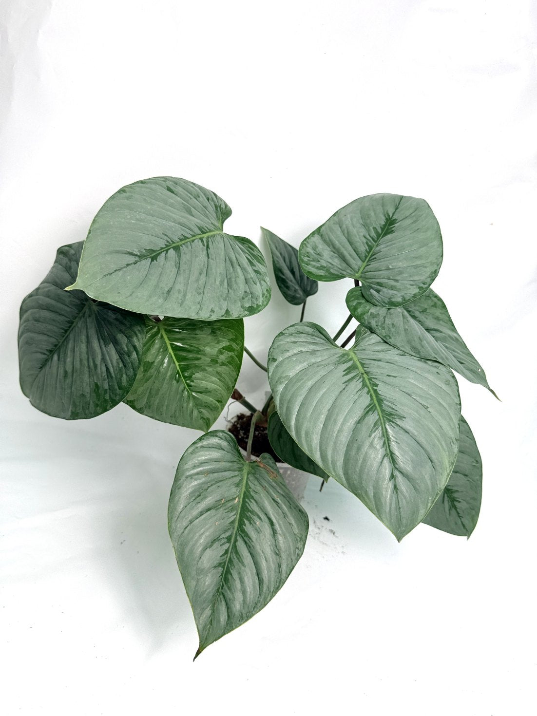Philodendron Sodiroi