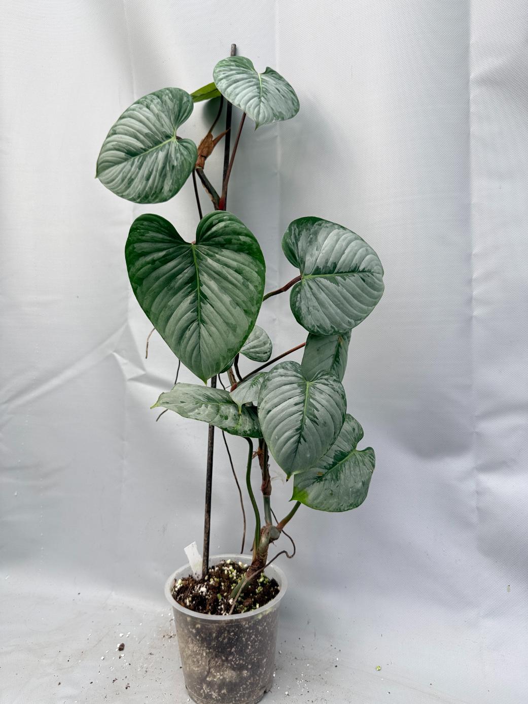 Philodendron Sodiroi XL 1