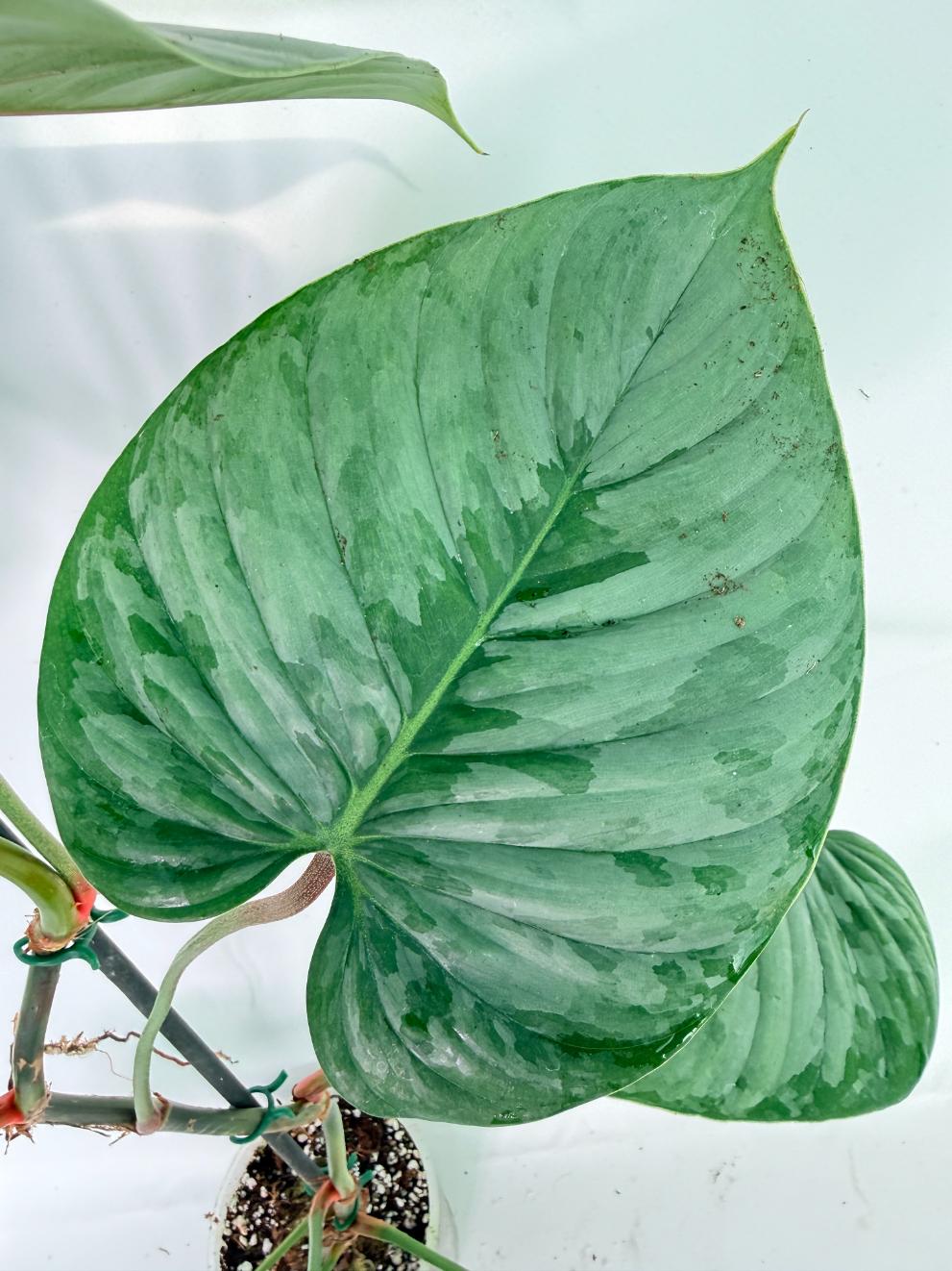 Philodendron Sodiroi XL 09