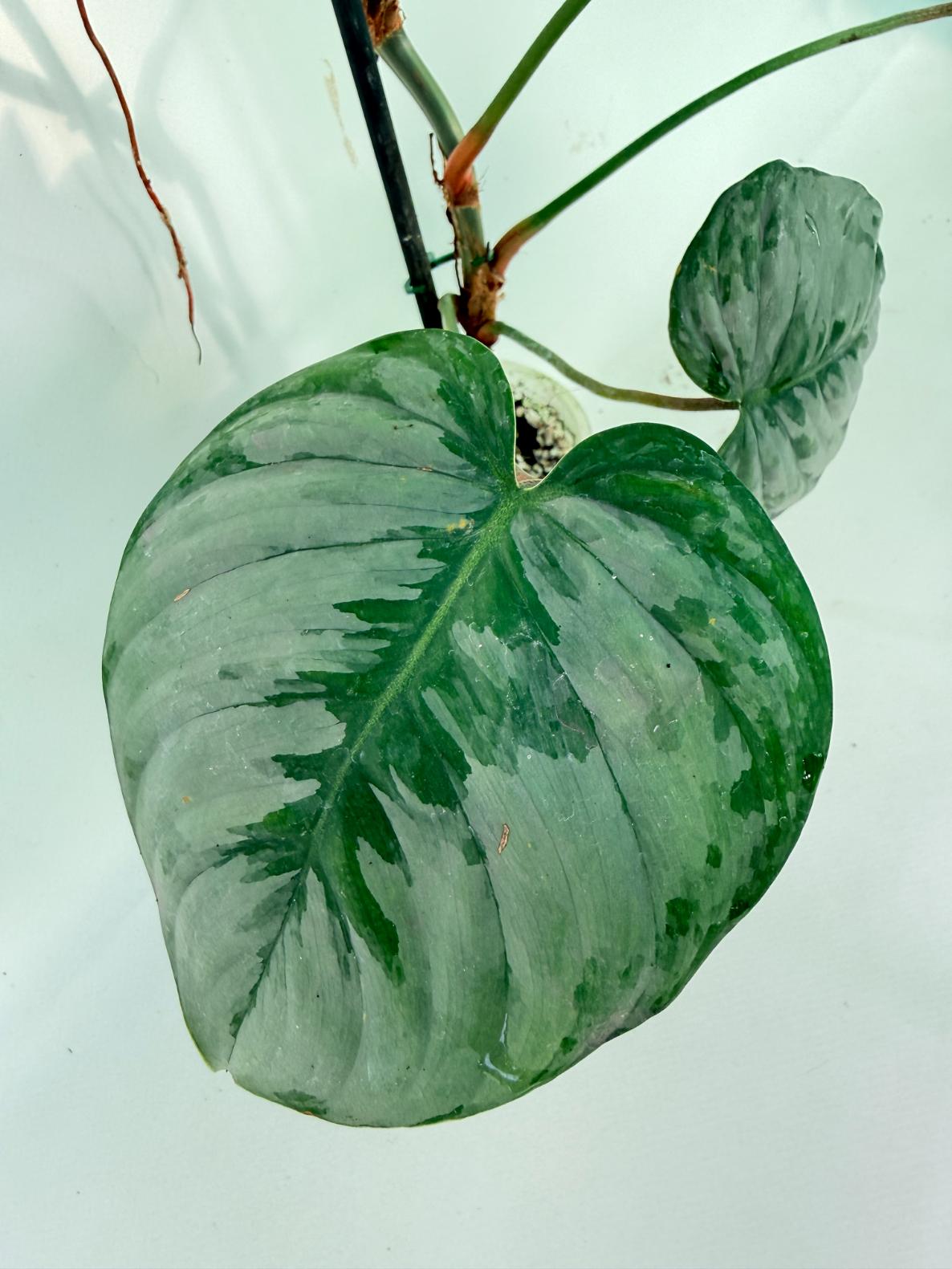Philodendron Sodiroi XL 10