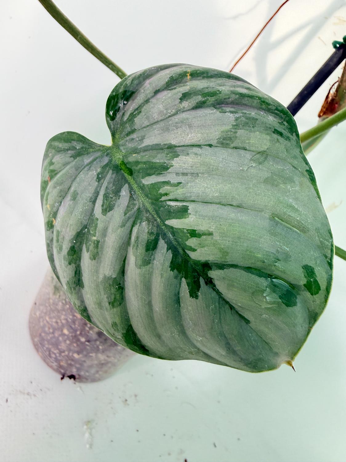 Philodendron Sodiroi XL 11