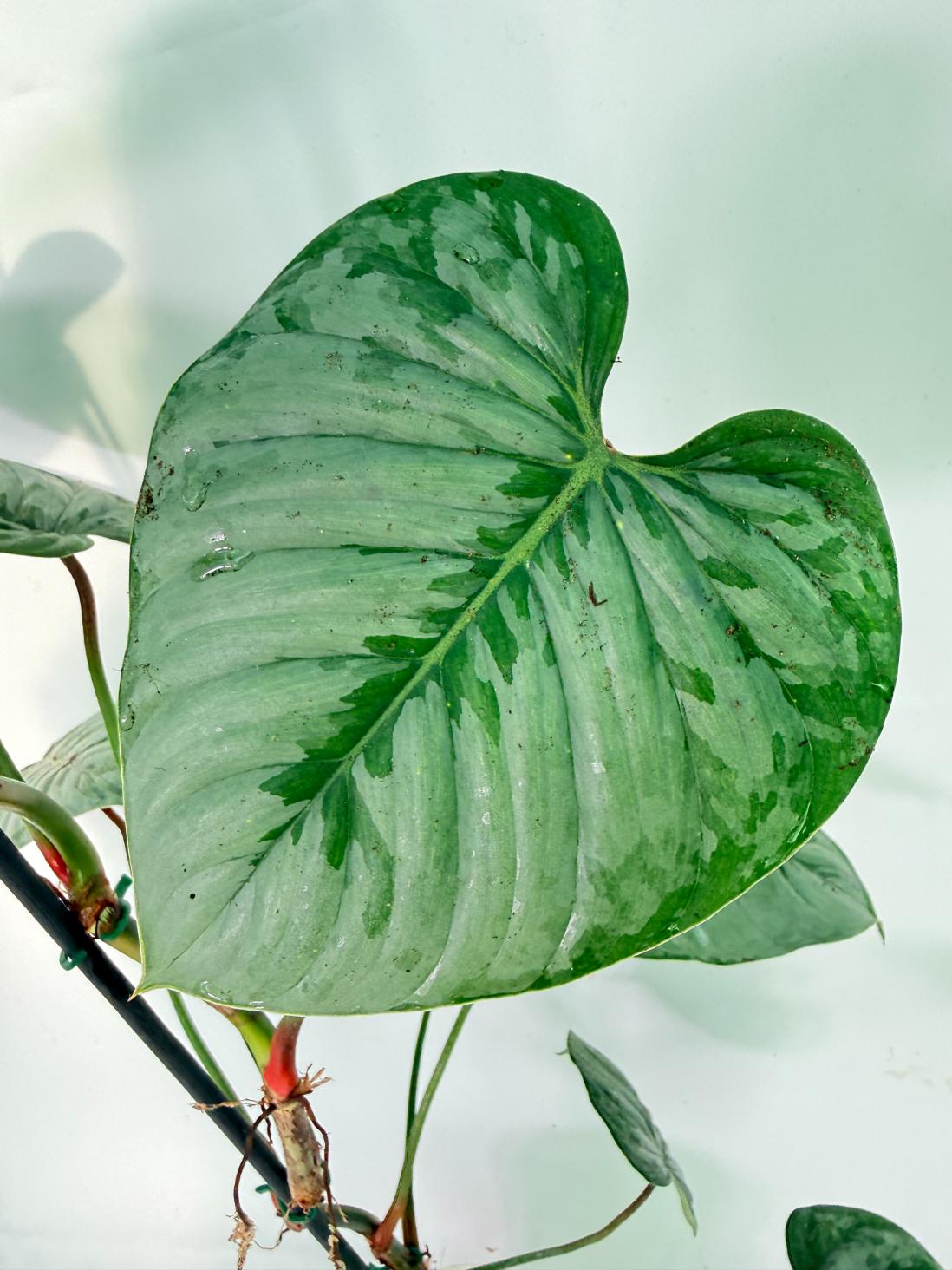 Philodendron Sodiroi XL 12