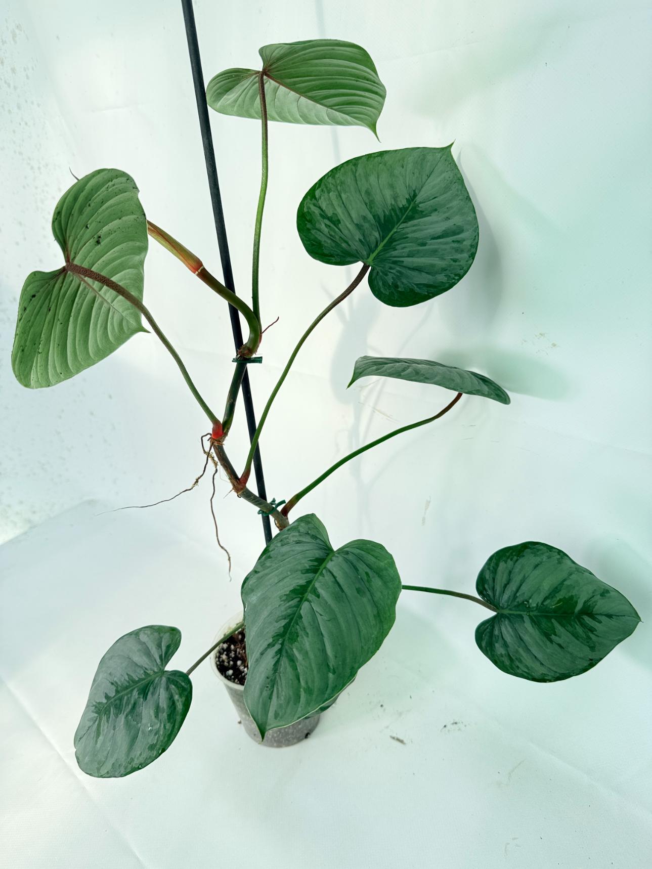 Philodendron Sodiroi XL 14