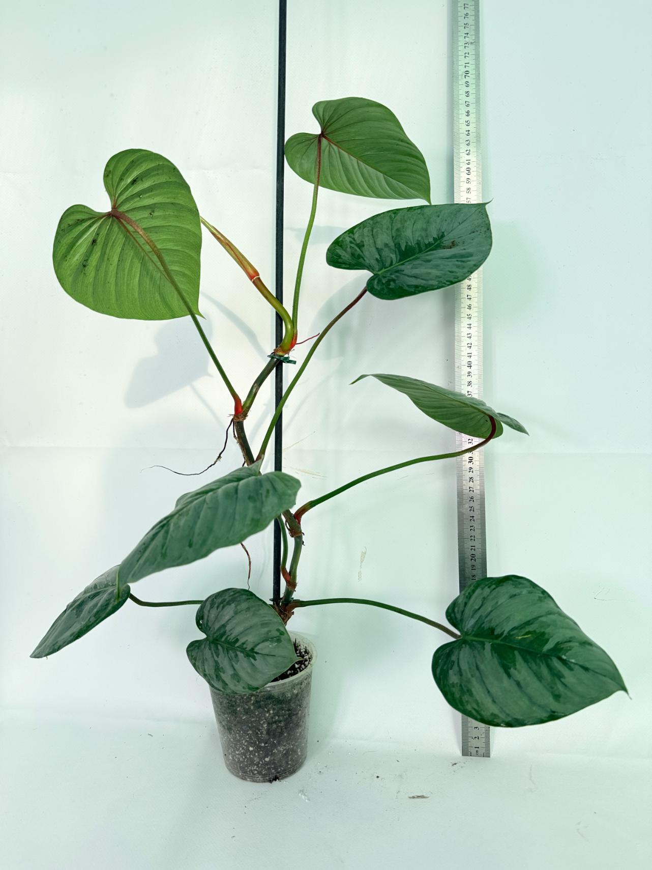 Philodendron Sodiroi XL 02