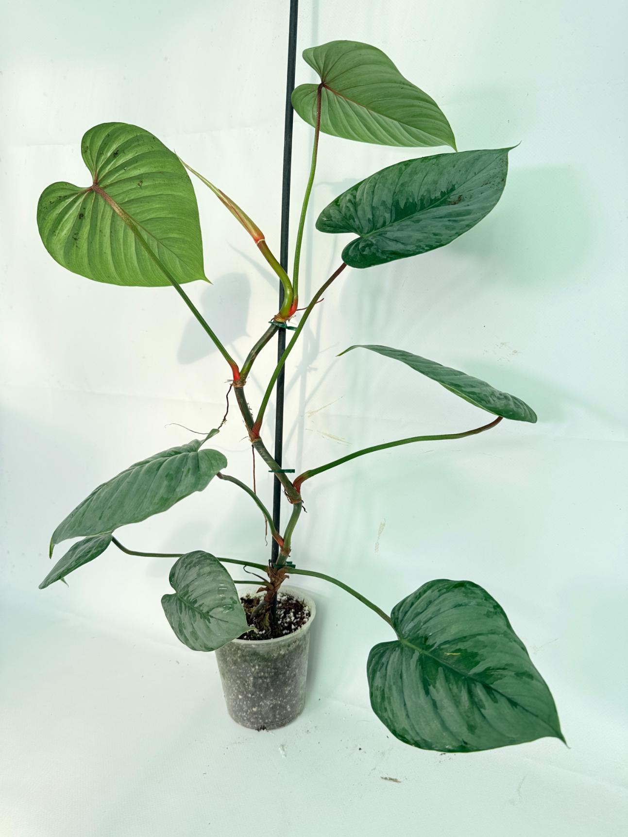 Philodendron Sodiroi XL 01