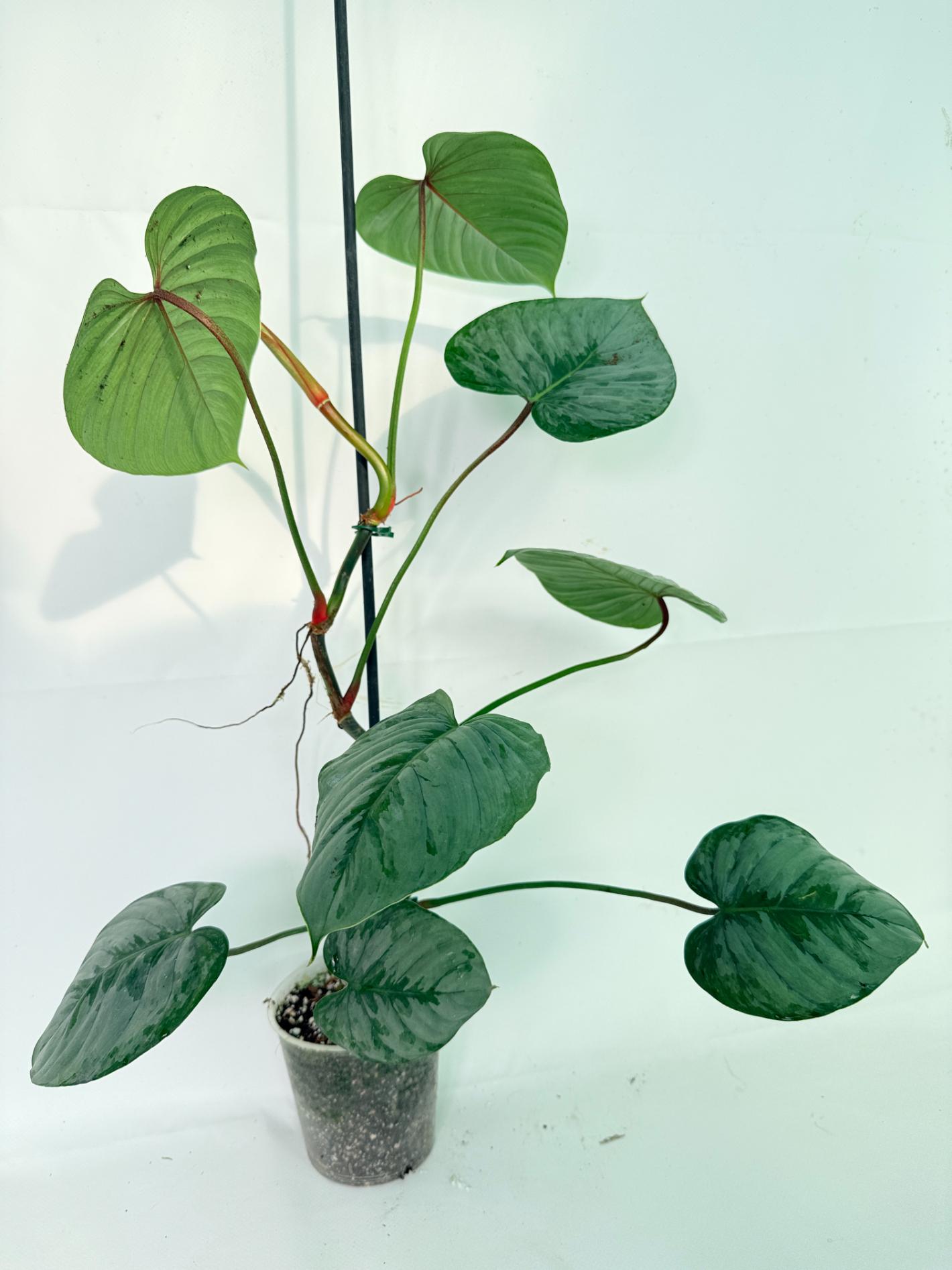 Philodendron Sodiroi XL 03