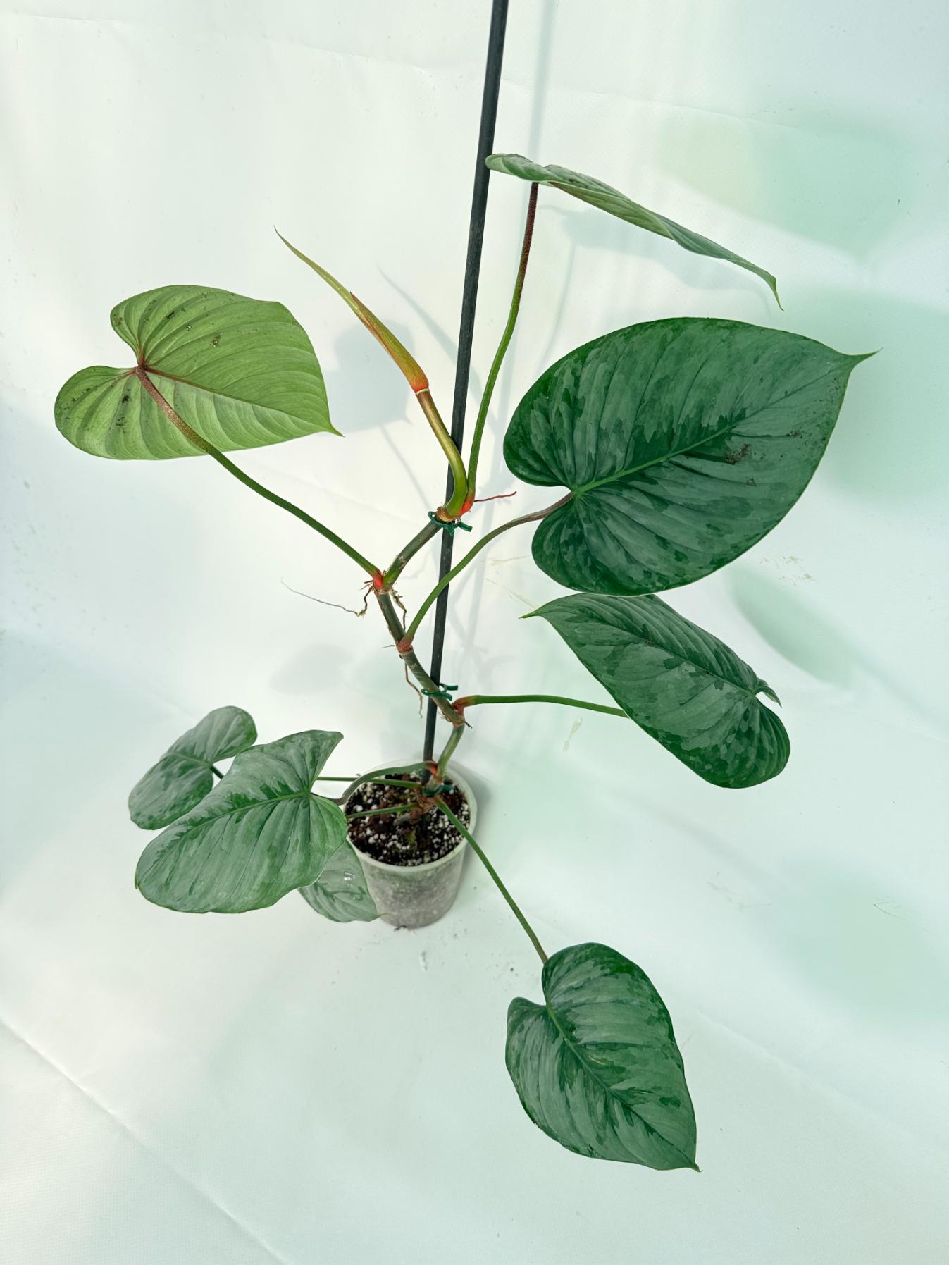 Philodendron Sodiroi XL 04