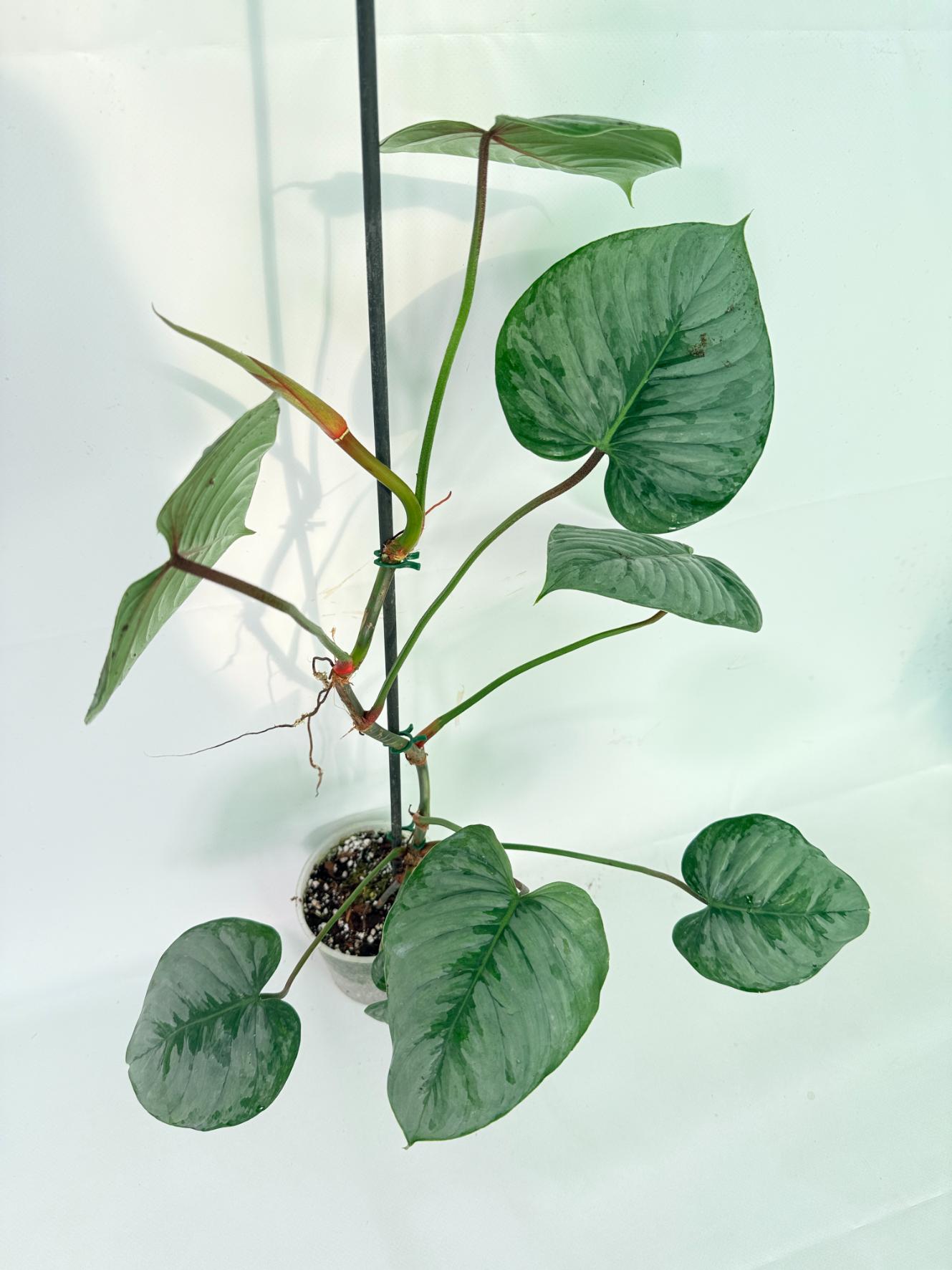 Philodendron Sodiroi XL 05