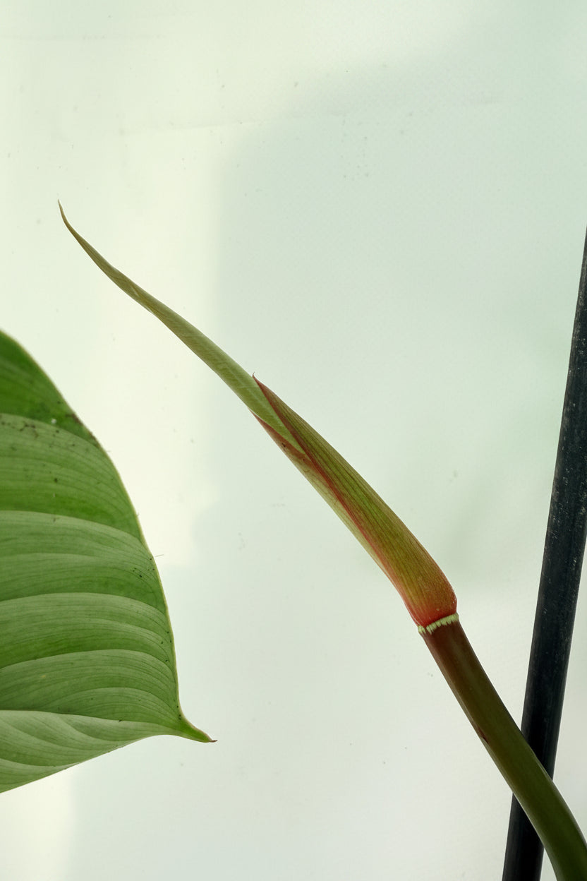 Philodendron Sodiroi XL 06