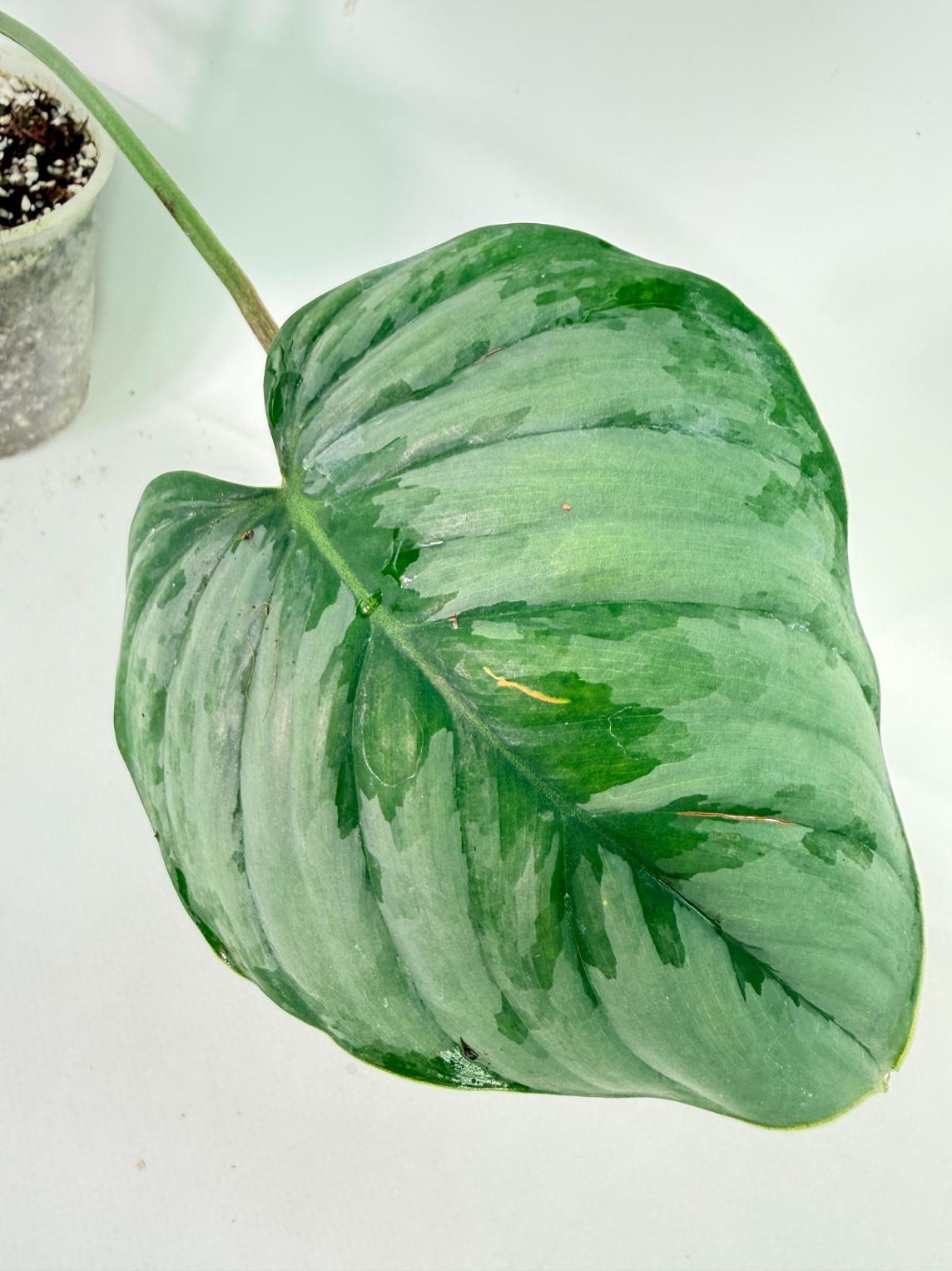Philodendron Sodiroi XL 07