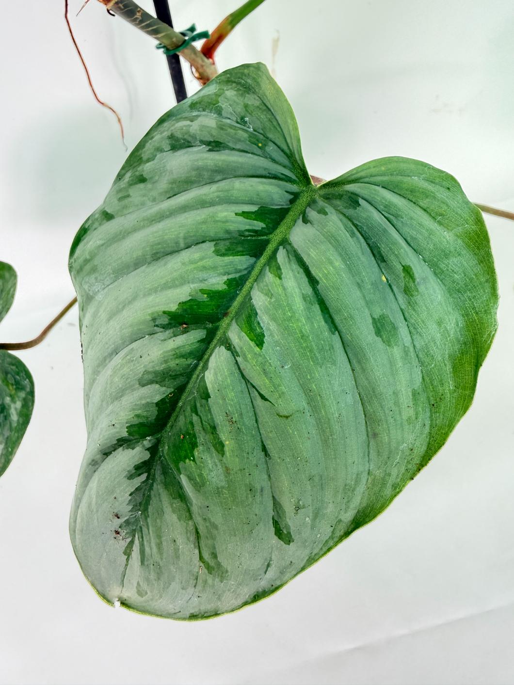 Philodendron Sodiroi XL 08