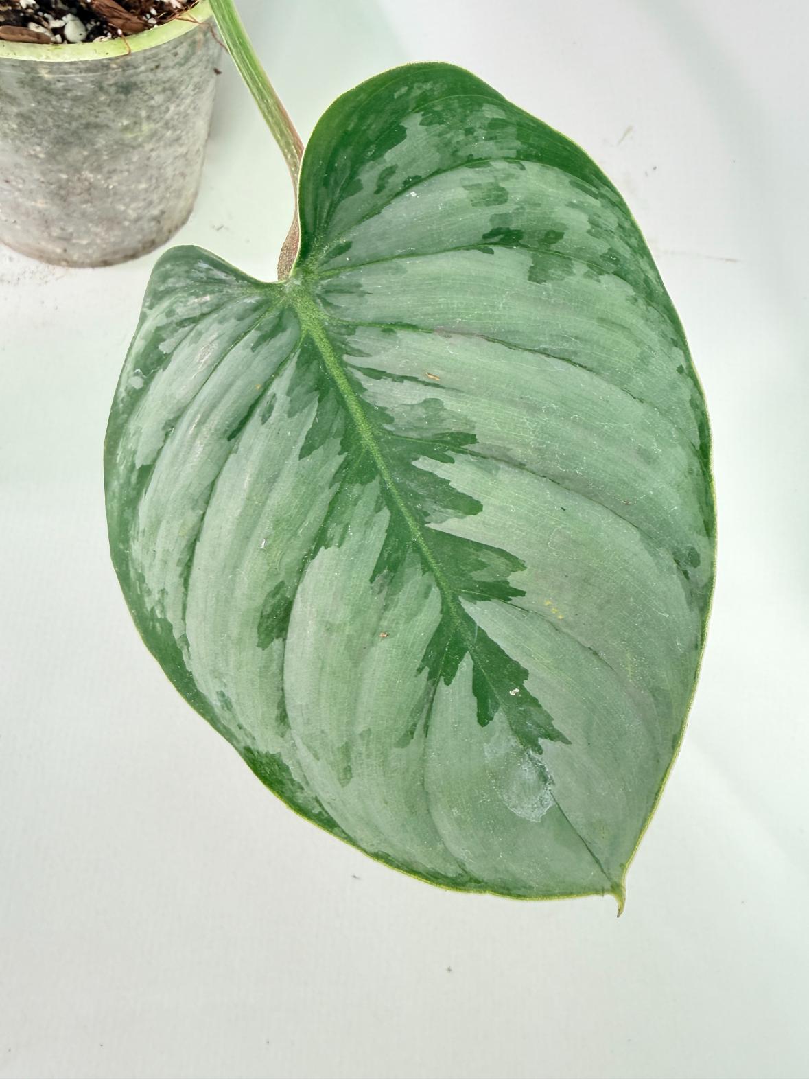 Philodendron Sodiroi XL 09