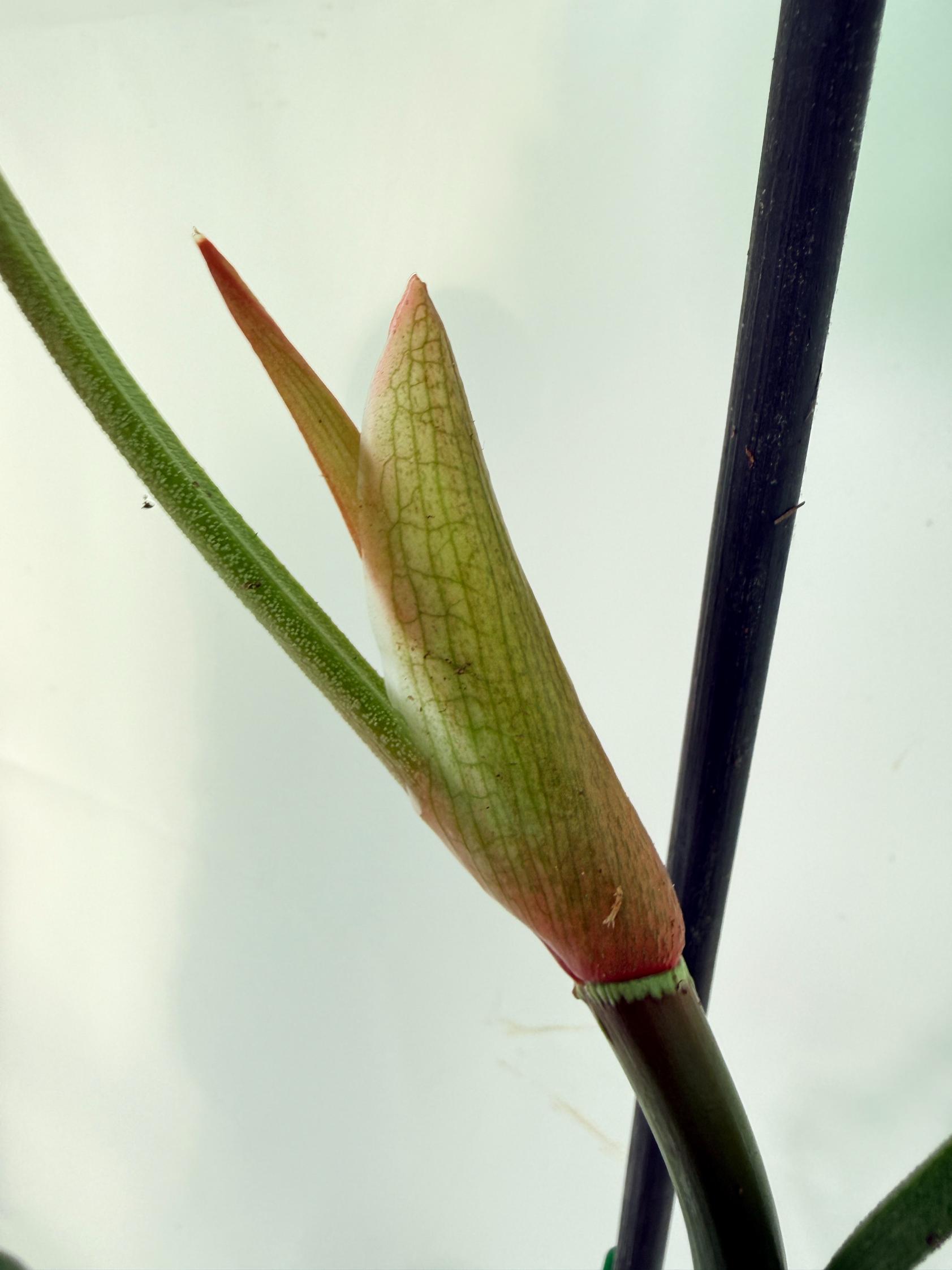 Philodendron Sodiroi XL 10