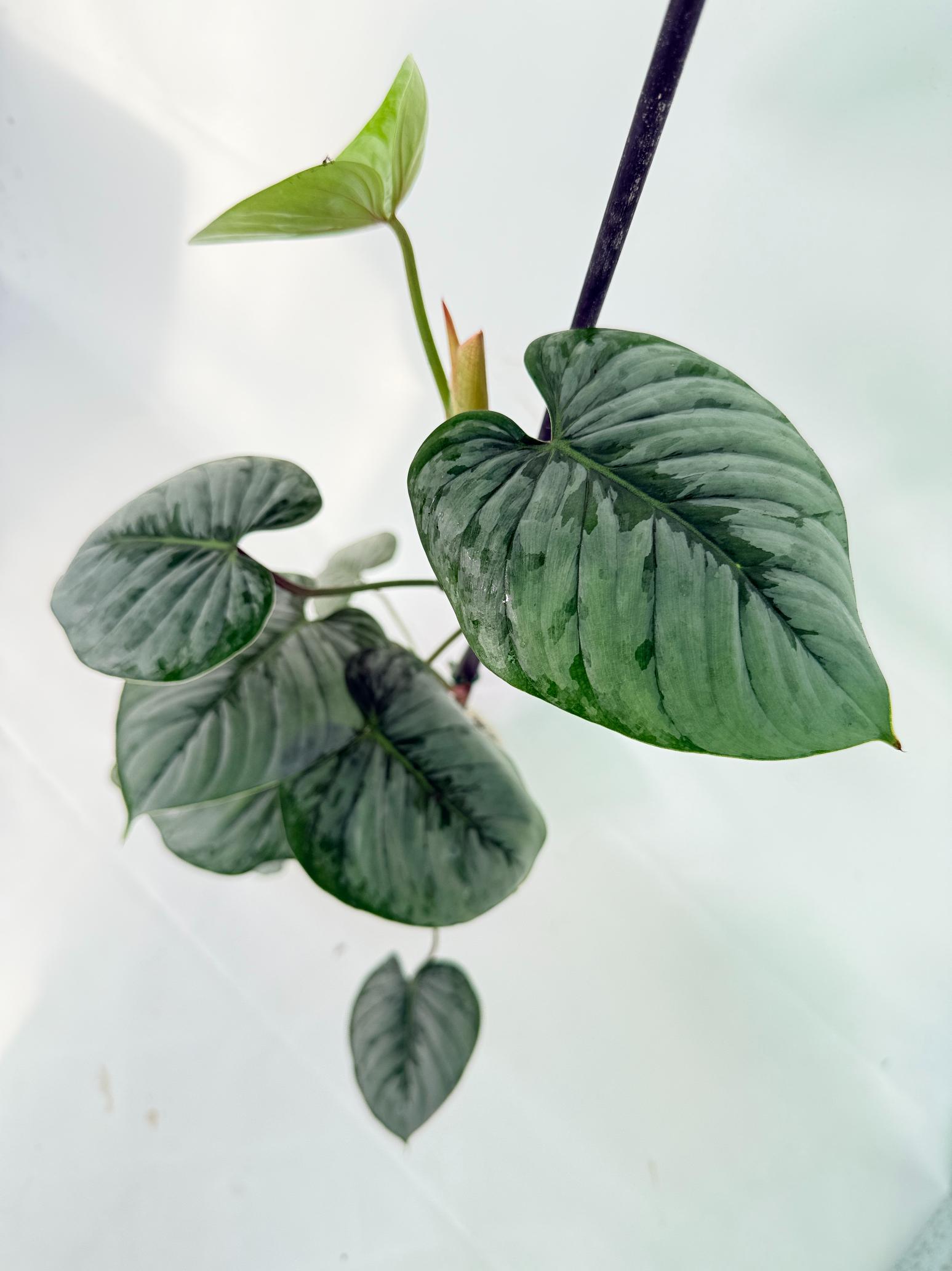 Philodendron Sodiroi XL 12