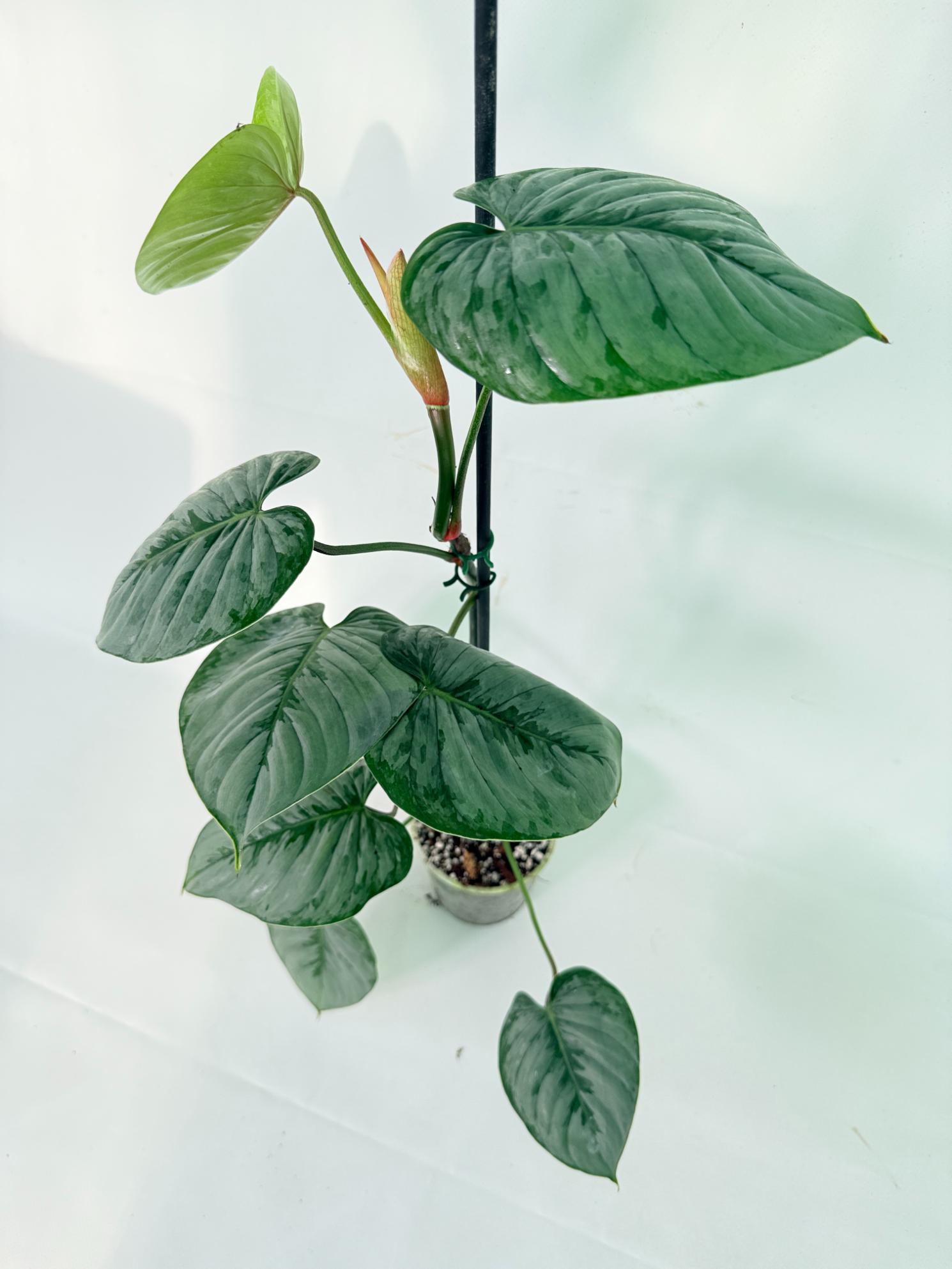 Philodendron Sodiroi XL 11
