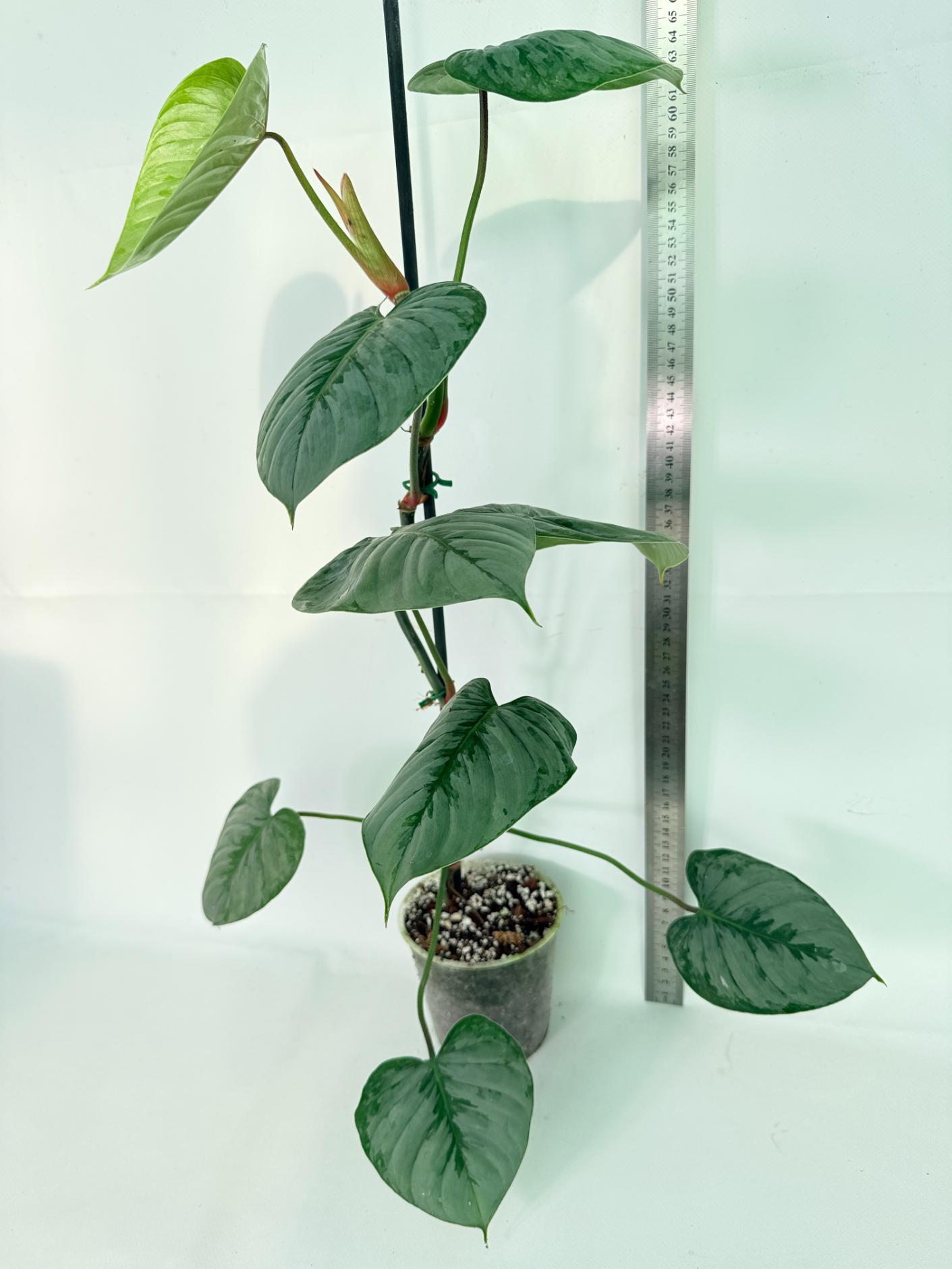 Philodendron Sodiroi XL 02