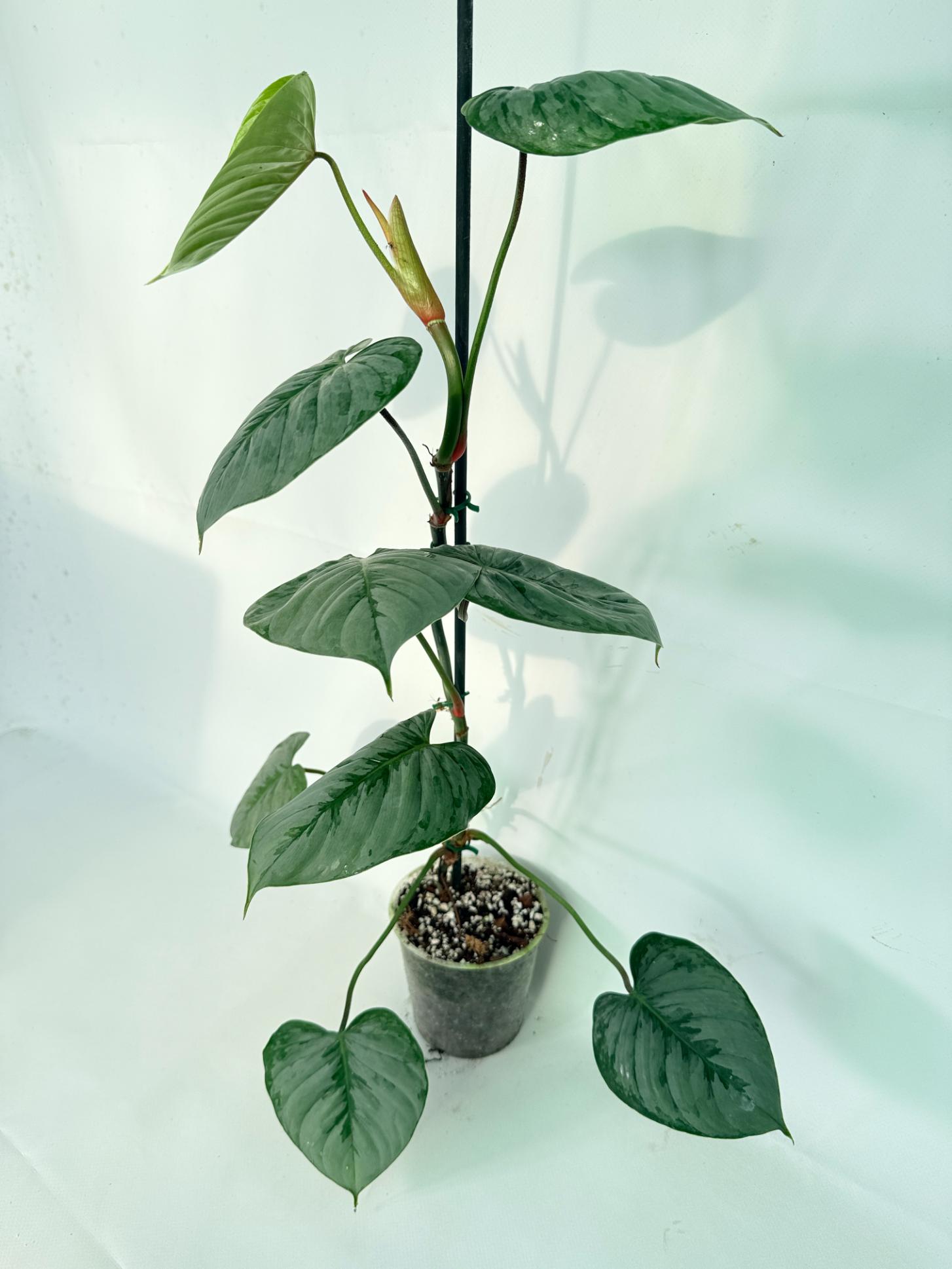 Philodendron Sodiroi XL 03