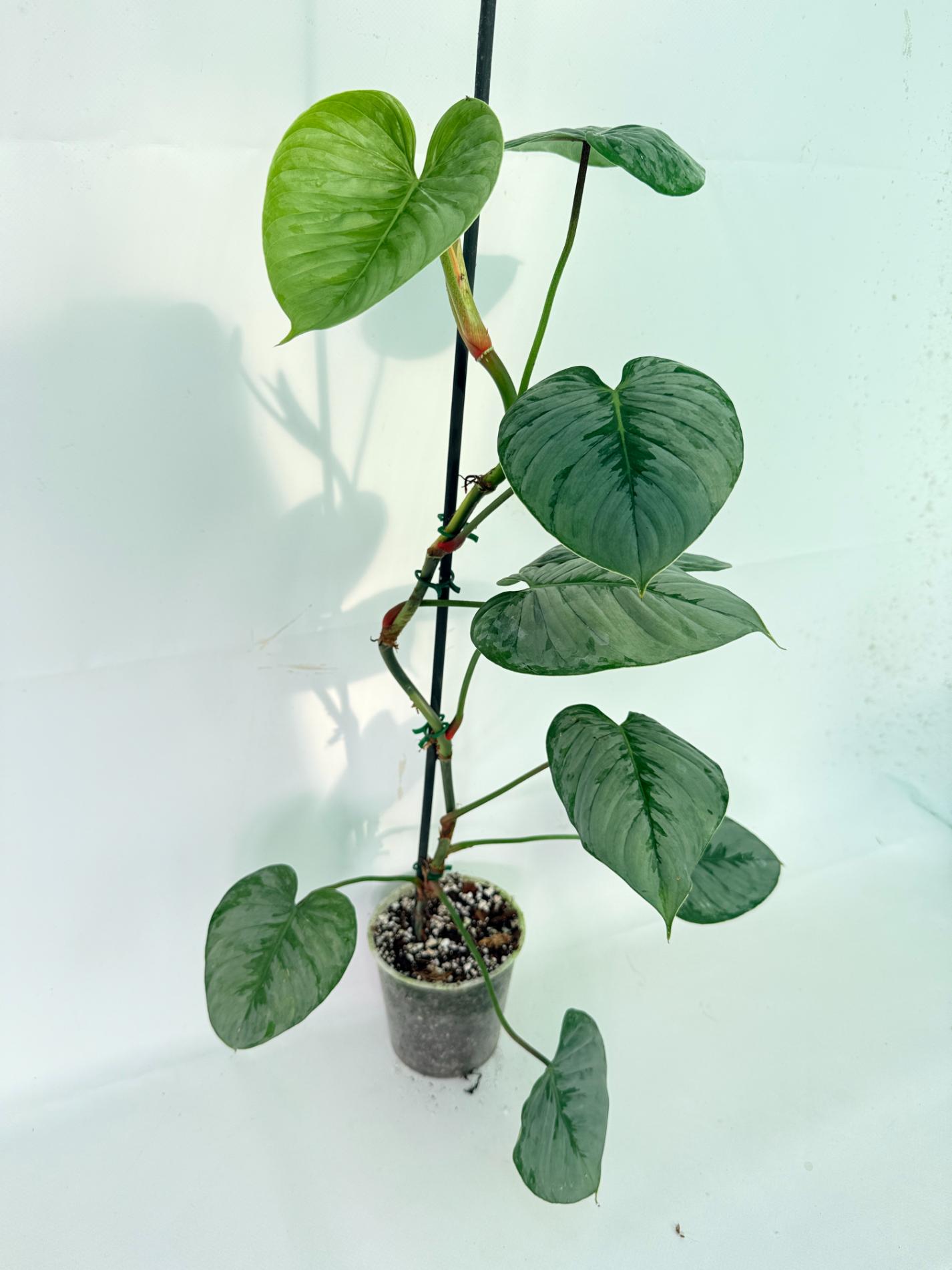 Philodendron Sodiroi XL 01
