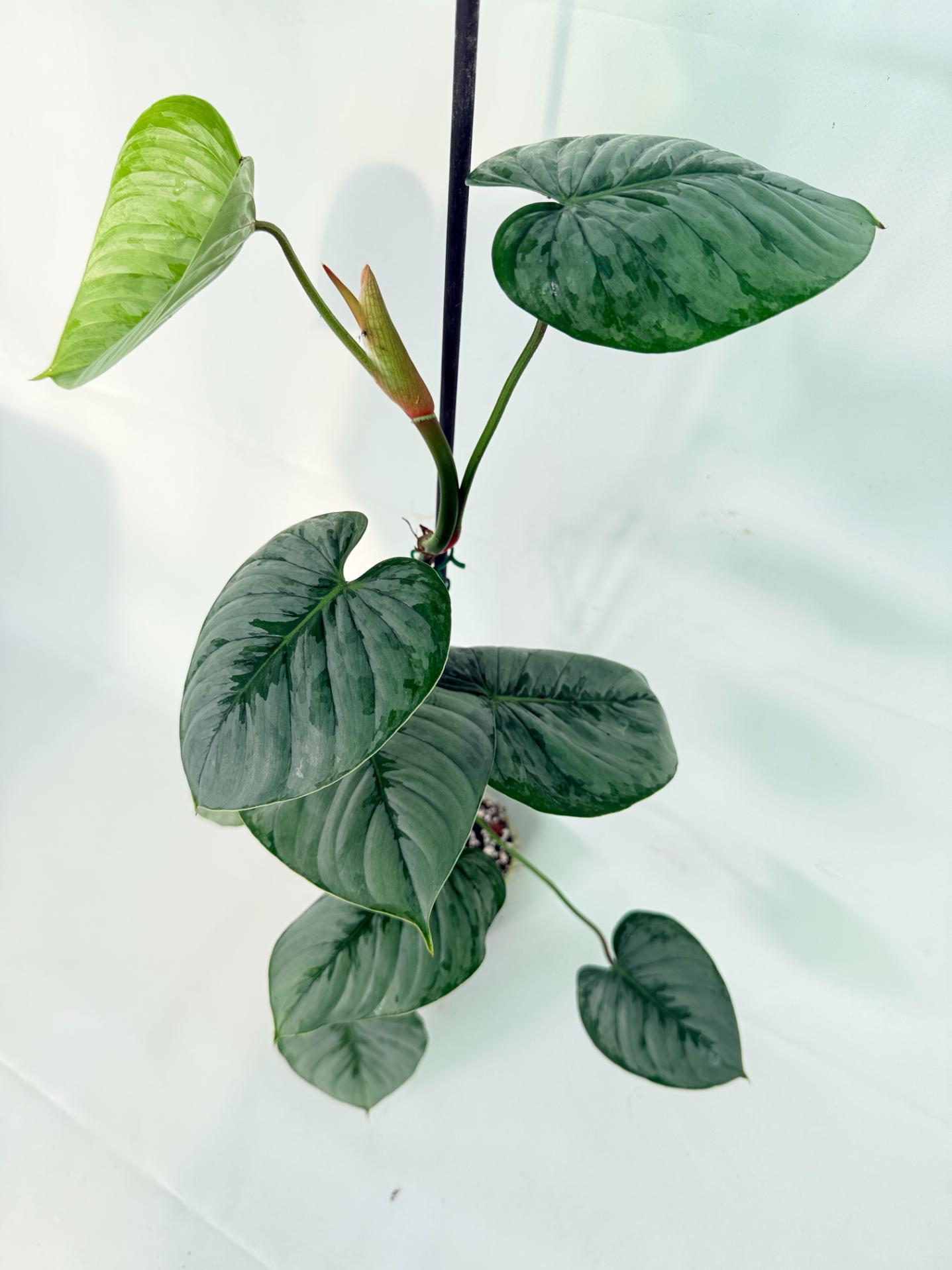 Philodendron Sodiroi XL 04
