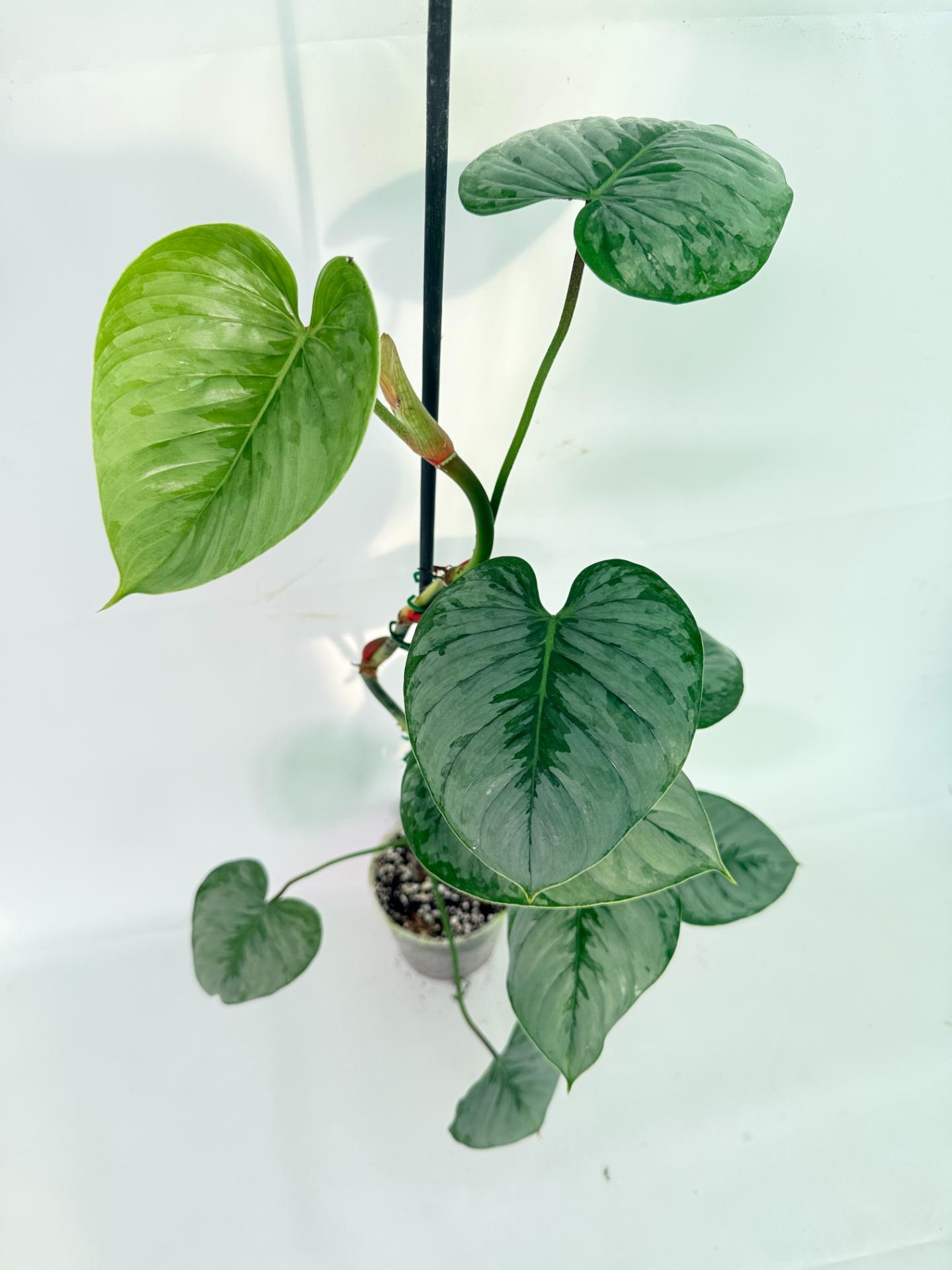 Philodendron Sodiroi XL 05