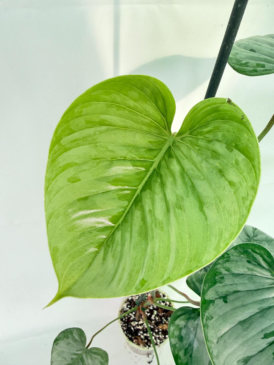 Philodendron Sodiroi XL 06